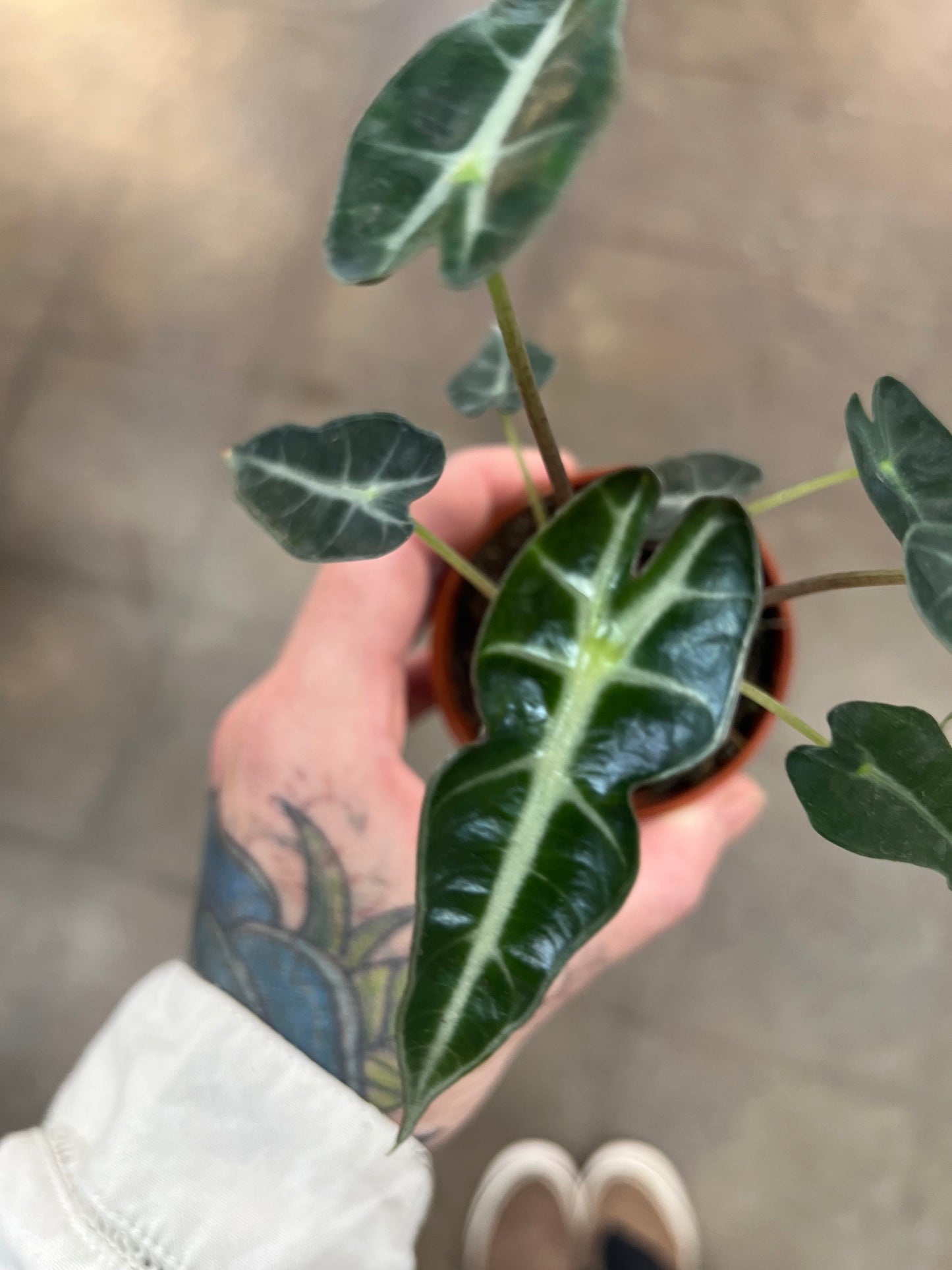 Alocasia Bambino