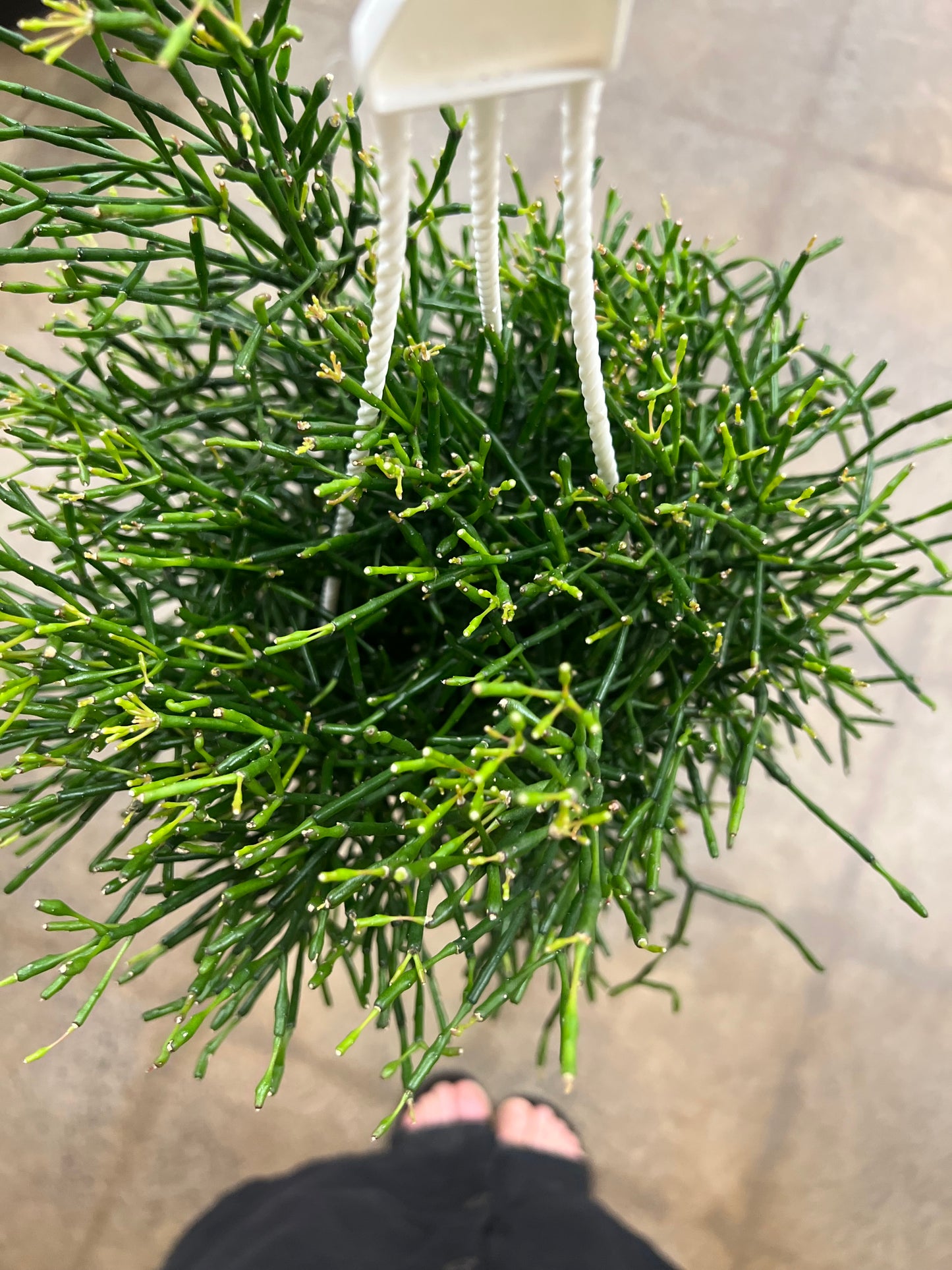 Rhipsalis Hatiora Asst.