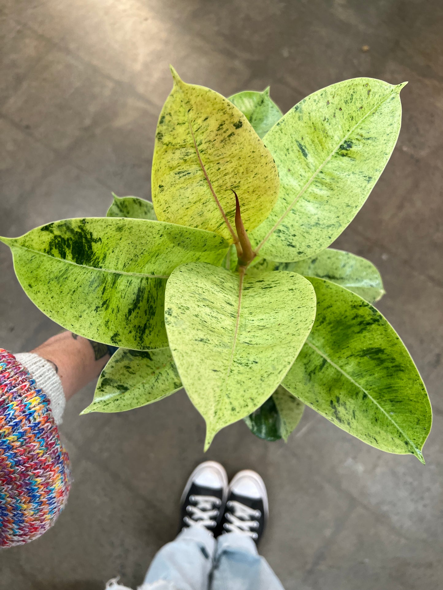 Ficus Shivereana Moonshine