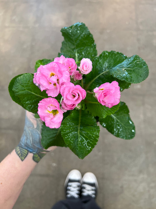Primevère Double Sweetheart
