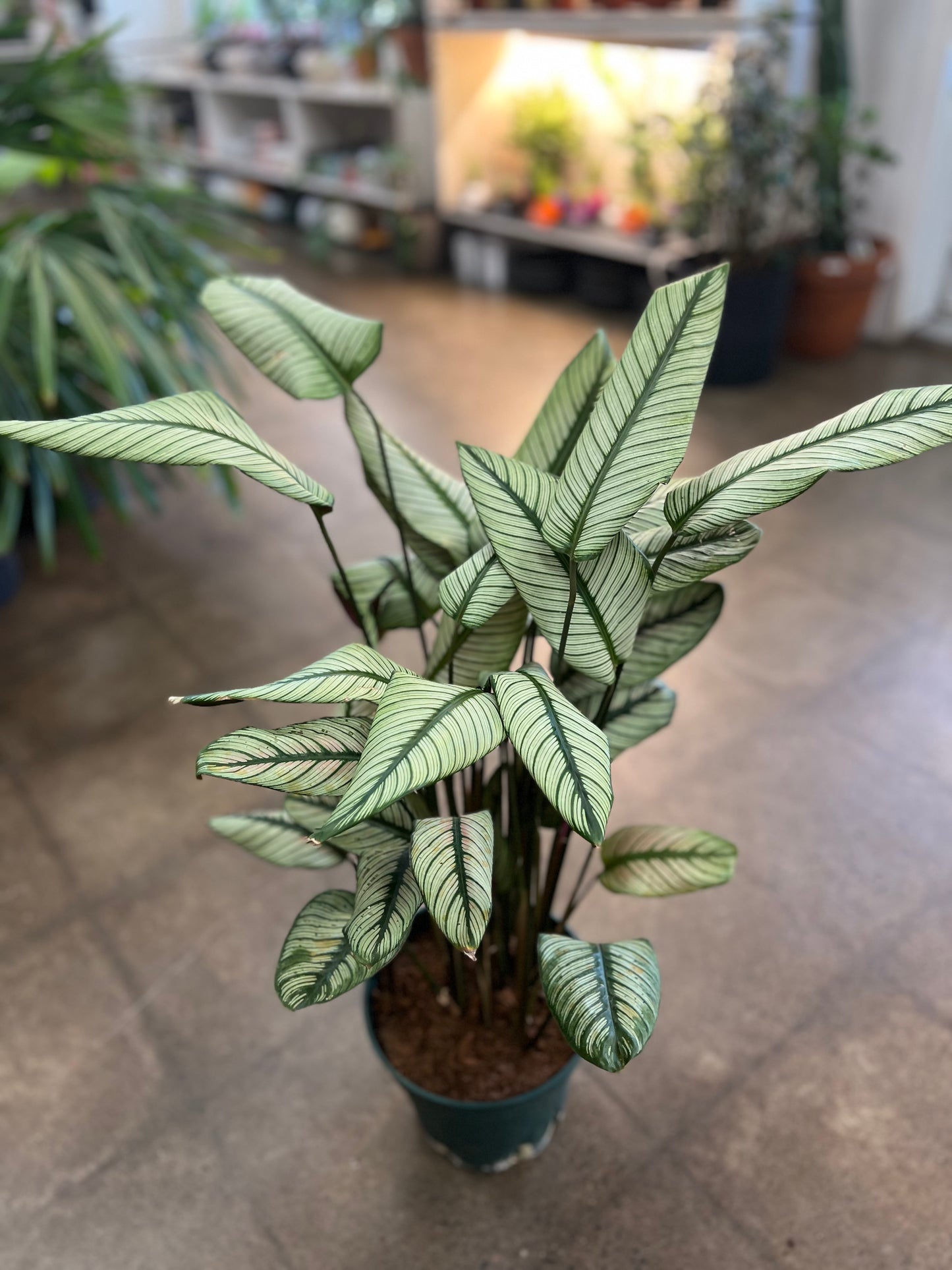 Calathea White Star