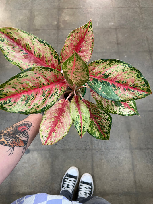 Aglaonema 10 Karat