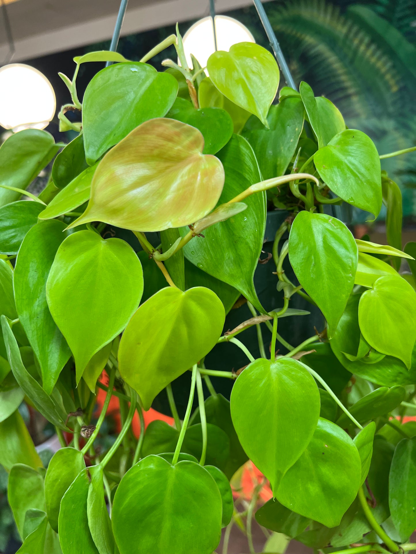 Philodendron Lemon Lime