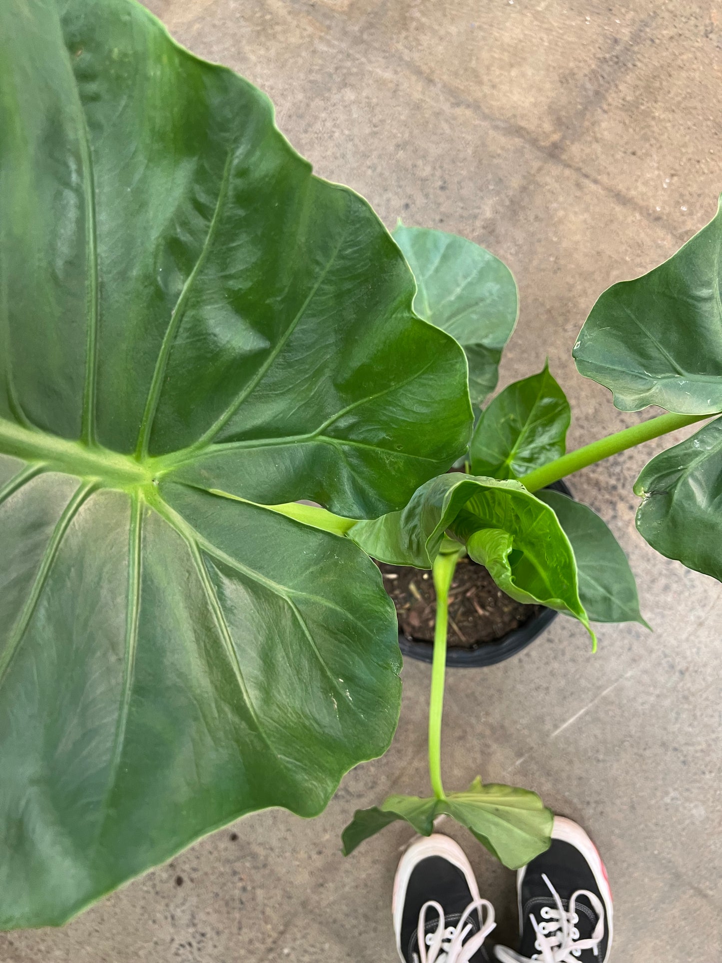 Alocasia Calidora