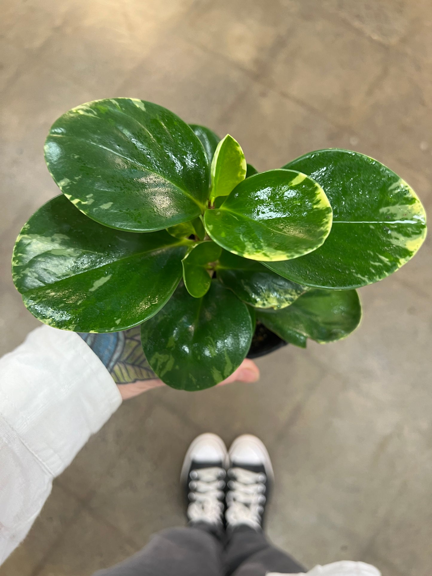 Peperomia Marble