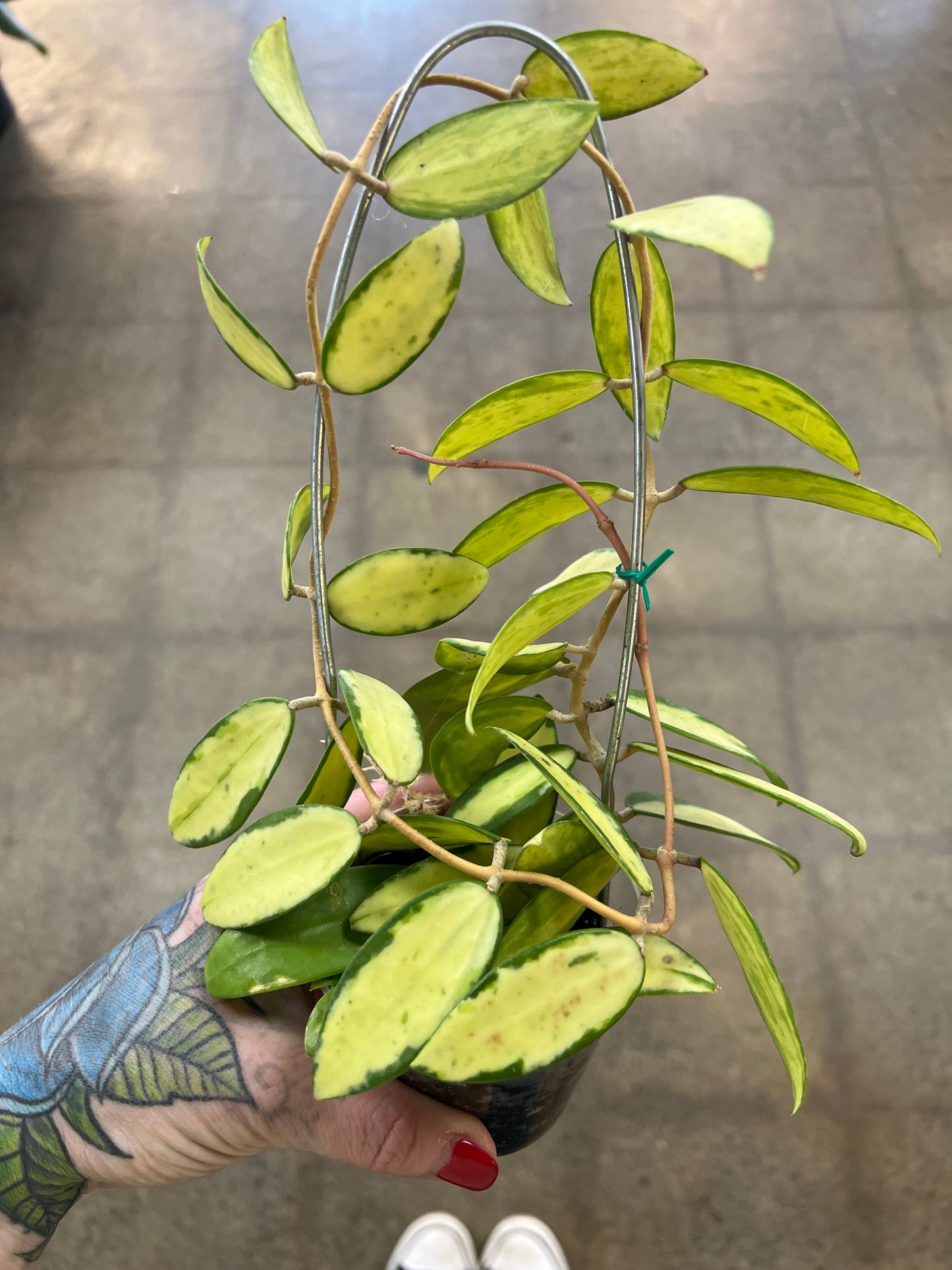 Hoya Acuta Variegata Big Leaves