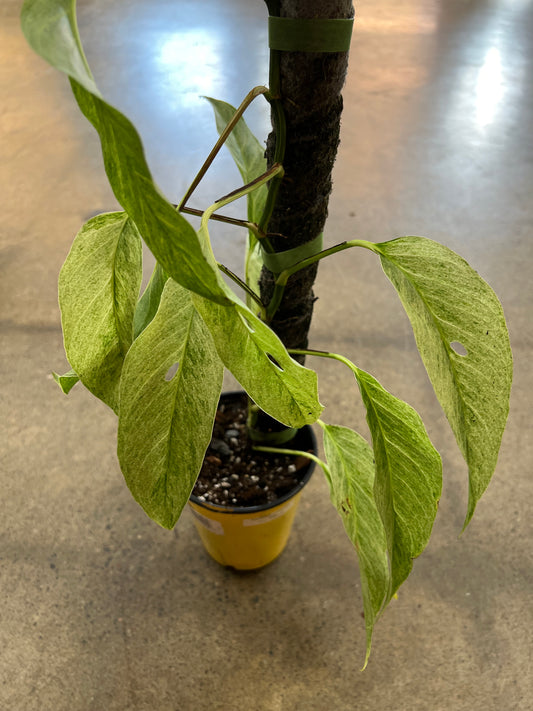 Monstera Laniata Mint