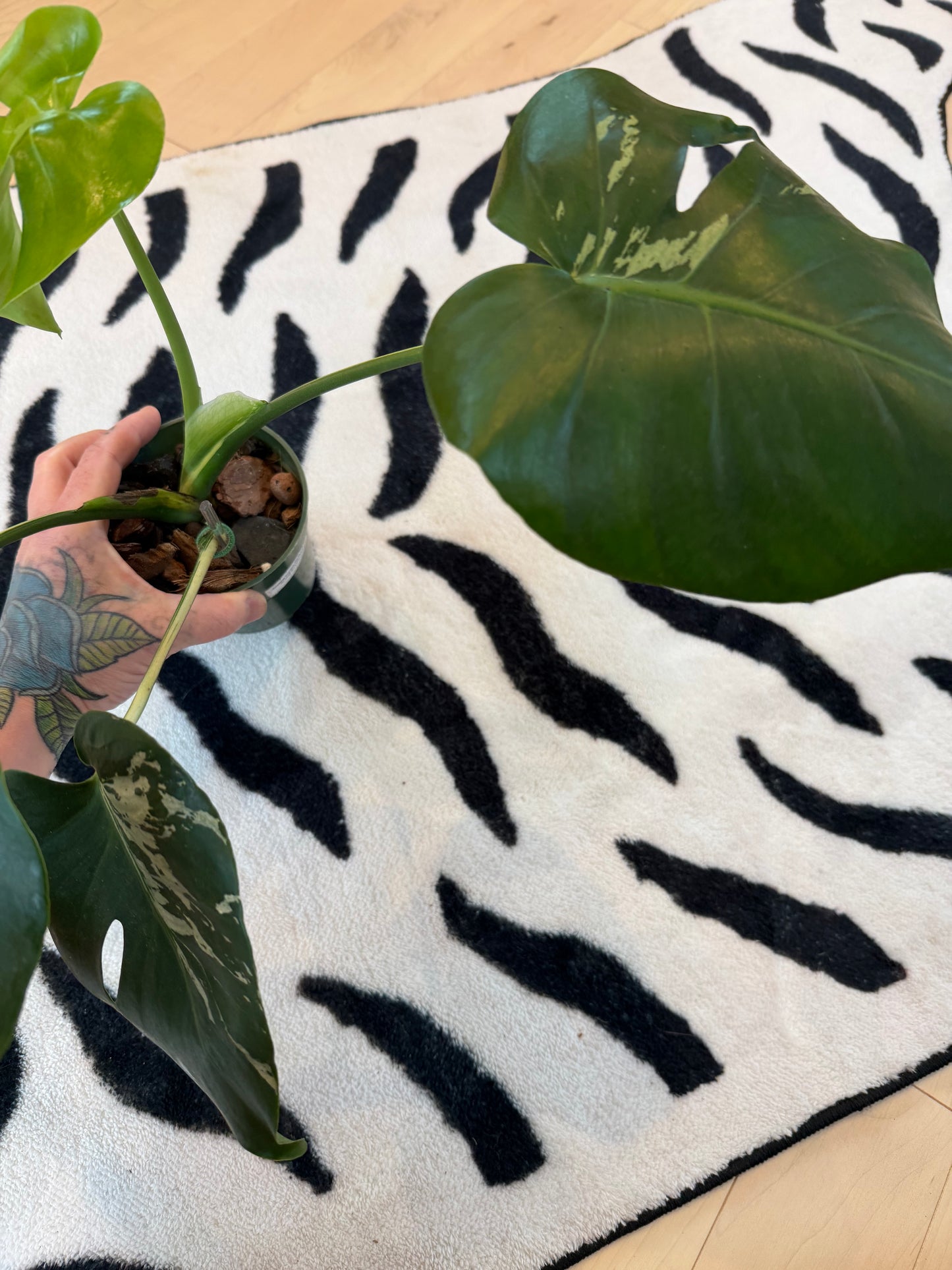 Monstera Bulbasaur #10