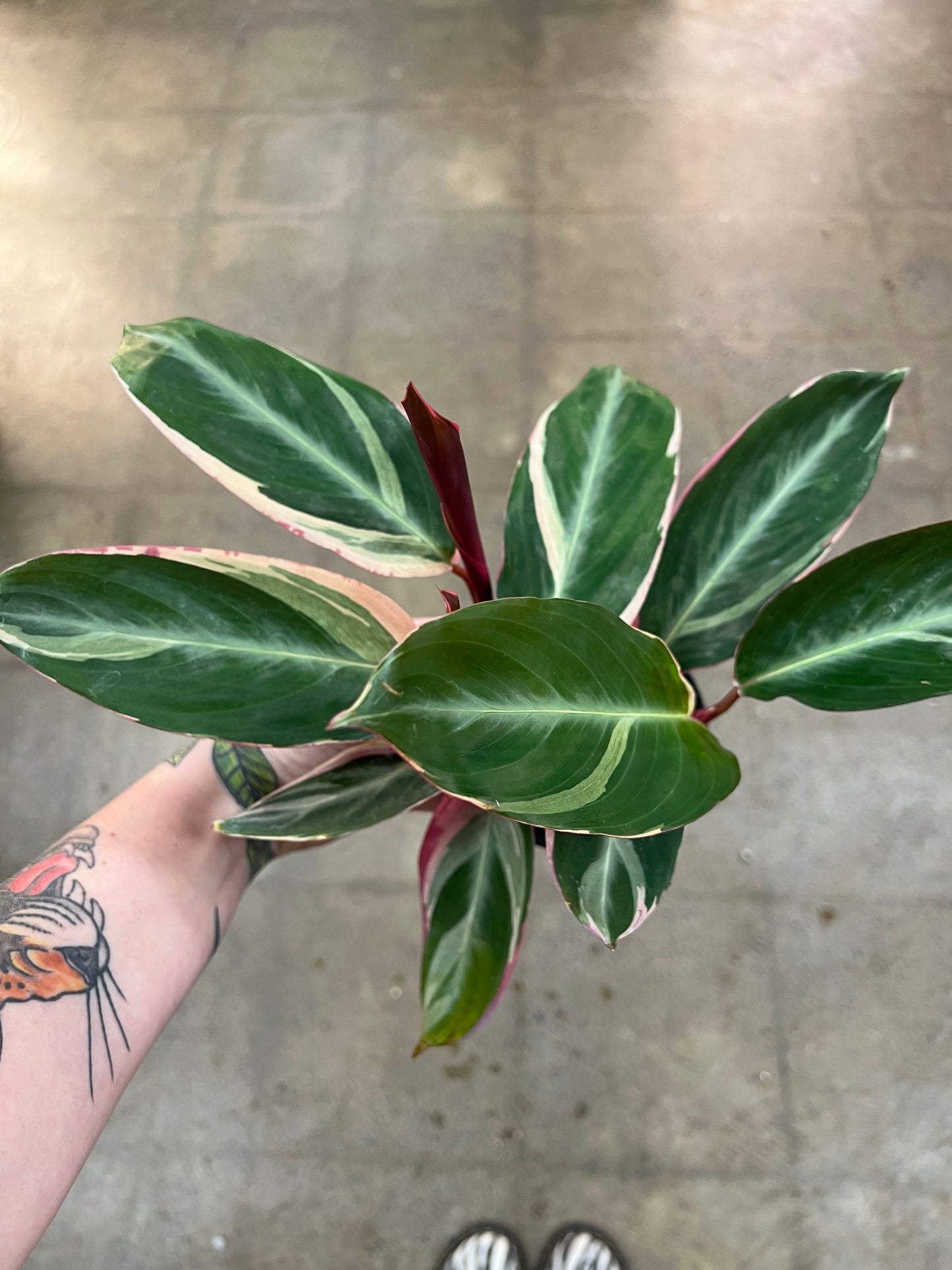 Stromanthe Triostar