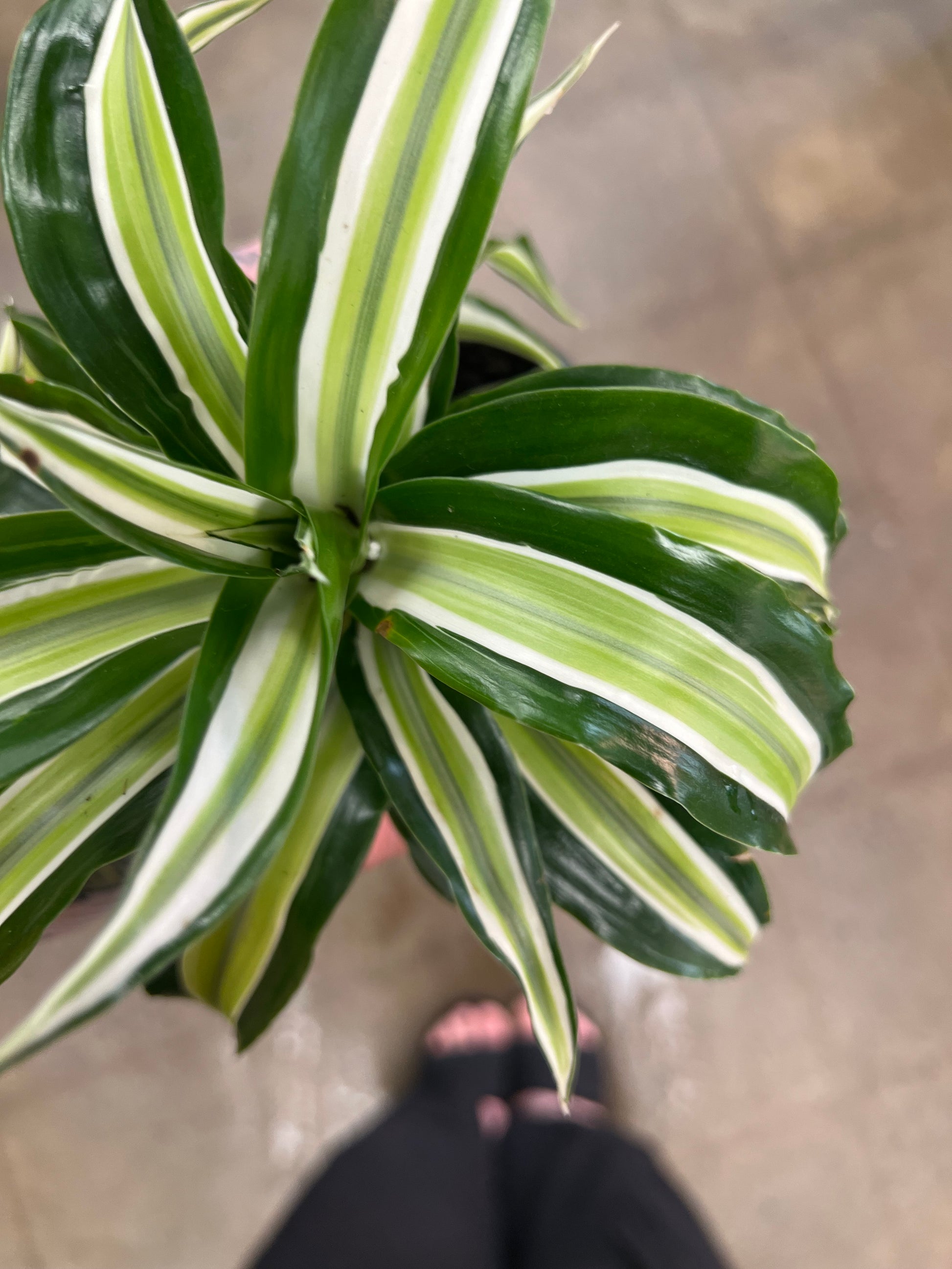 malaika dracaena Dracaena Malaika Lime – jungleroseinc