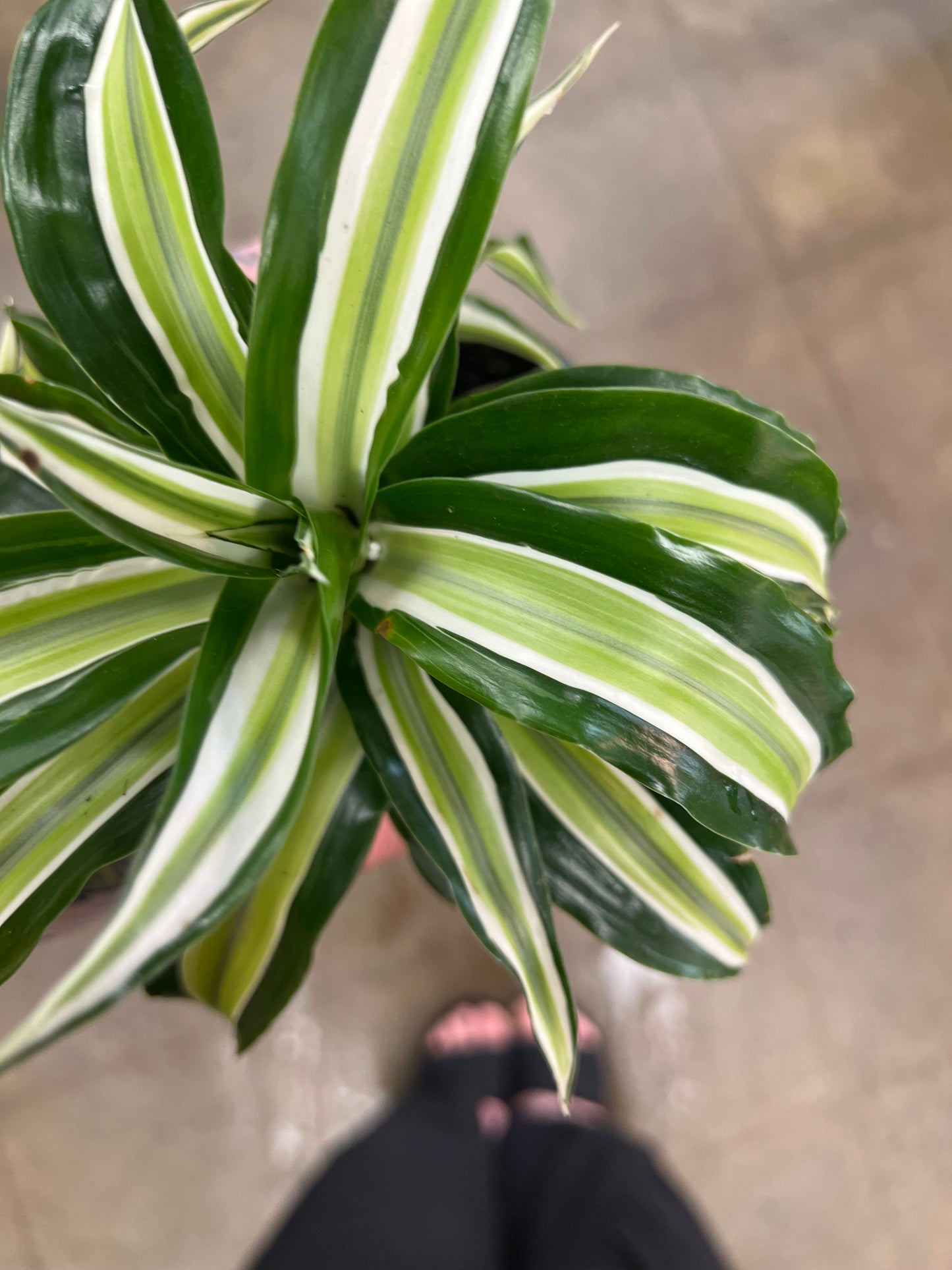 Dracaena Malaika Lime