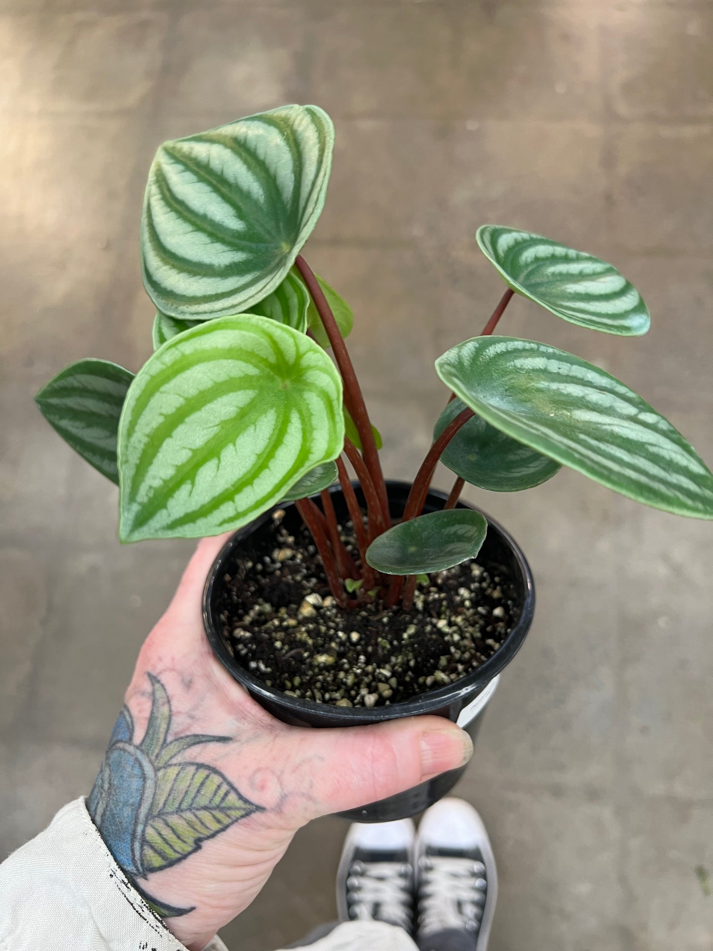 Peperomia Melon d'eau