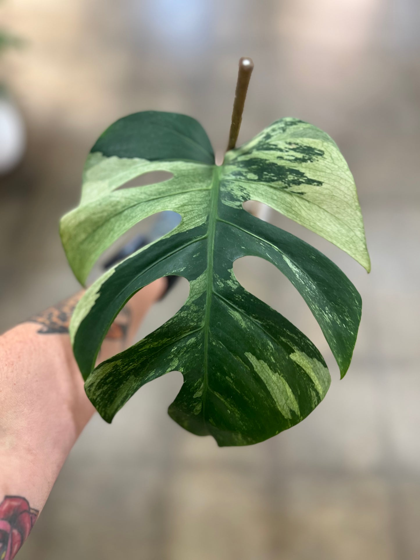 Monstera Mint