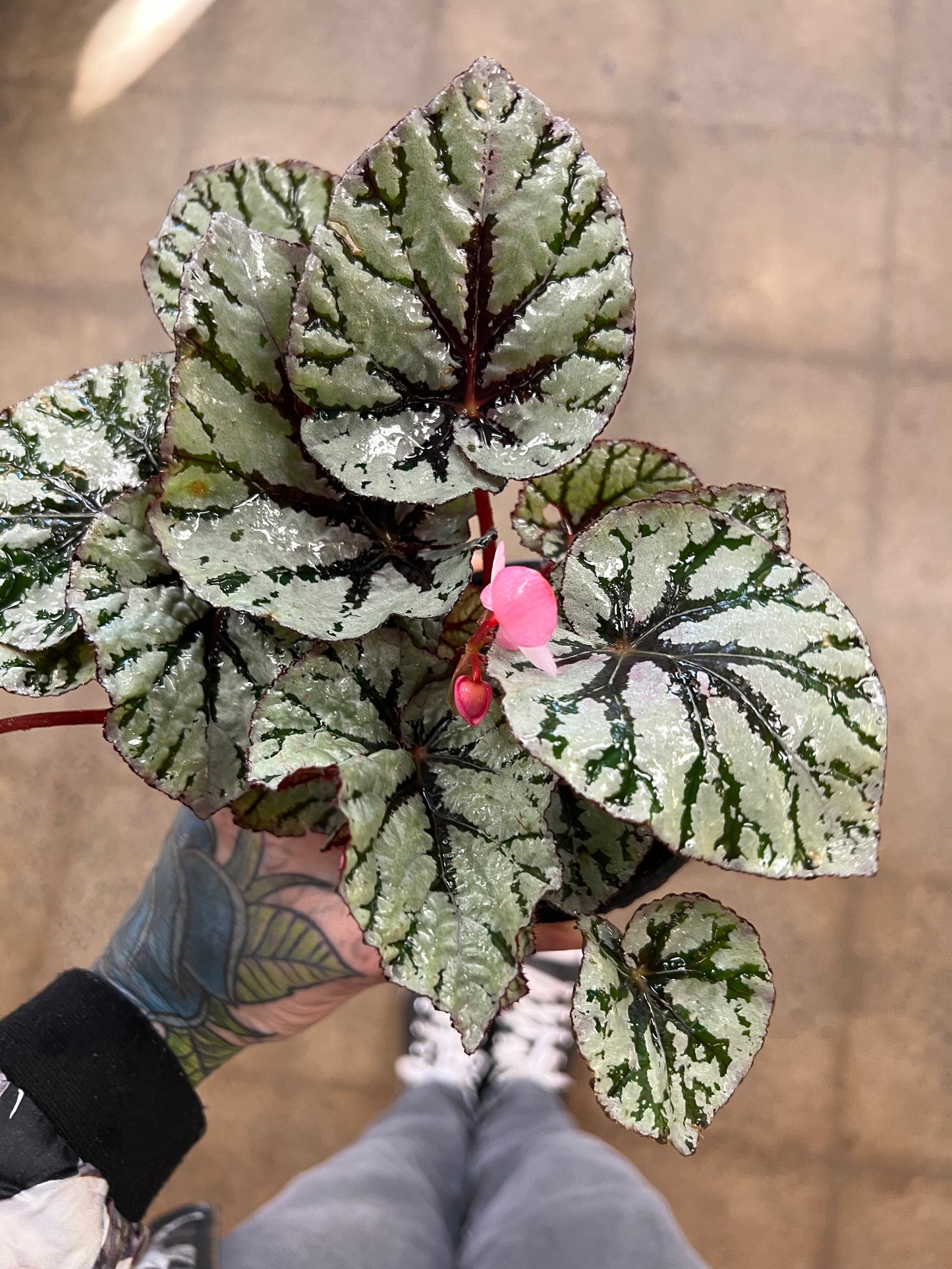 Begonia Foliage Rex