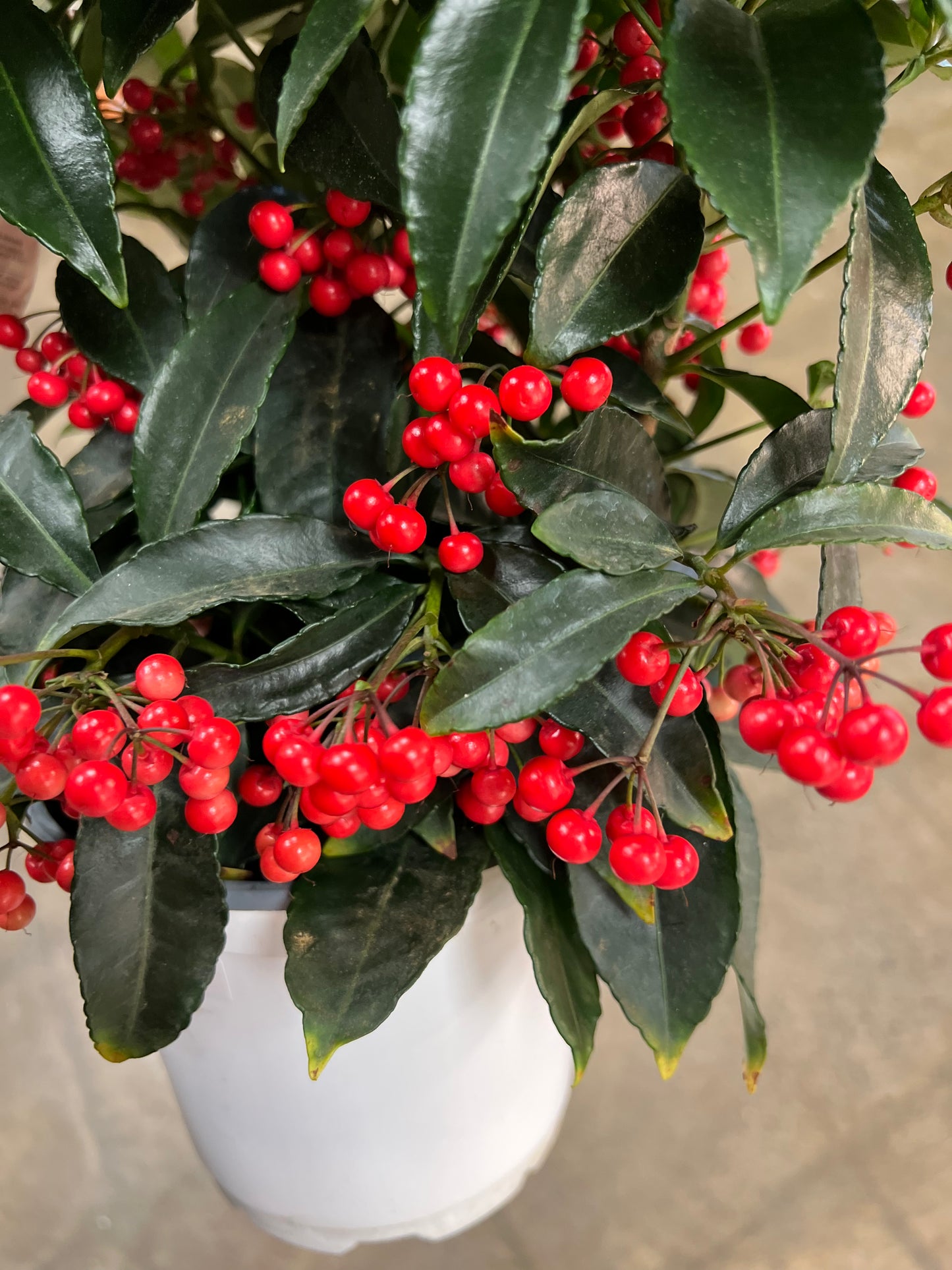 Ardisia Crenata