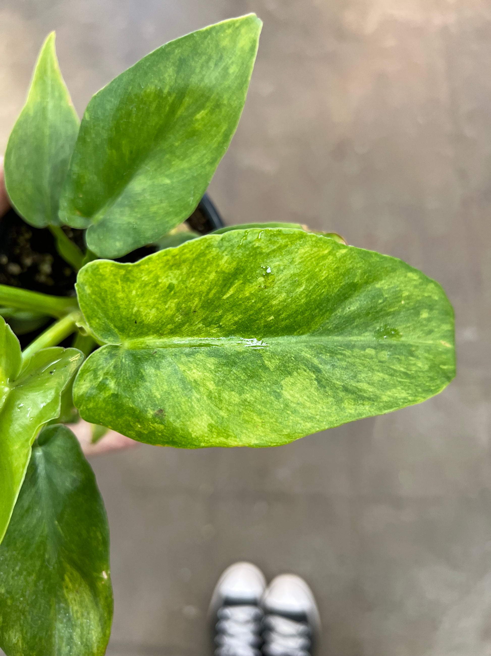 philodendron bob cee variegated Philodendron Bob Cee Variegated