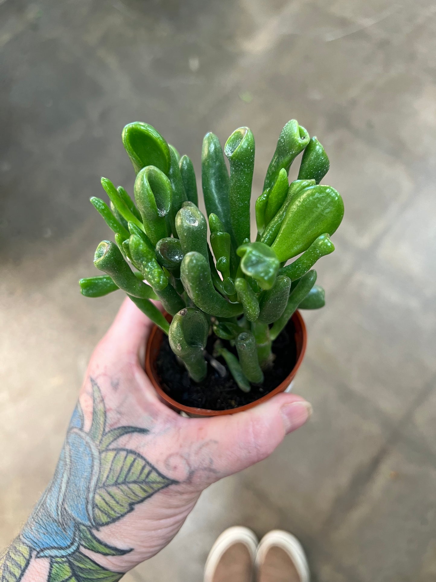 Crassula Asst.