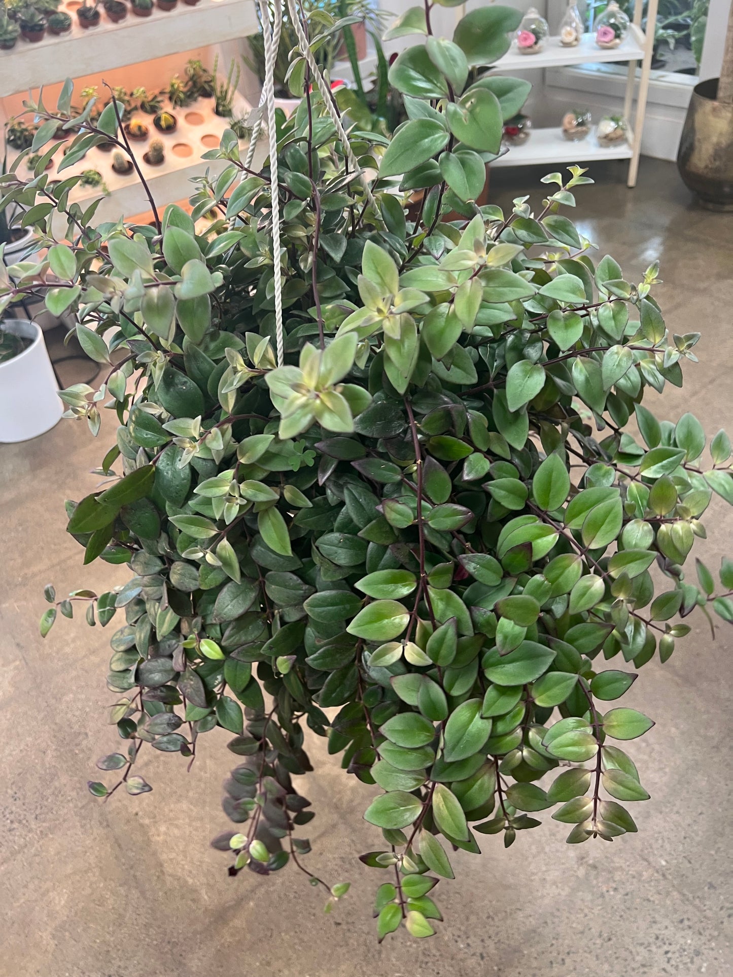 Aeschynanthus Mona Lisa Variegated