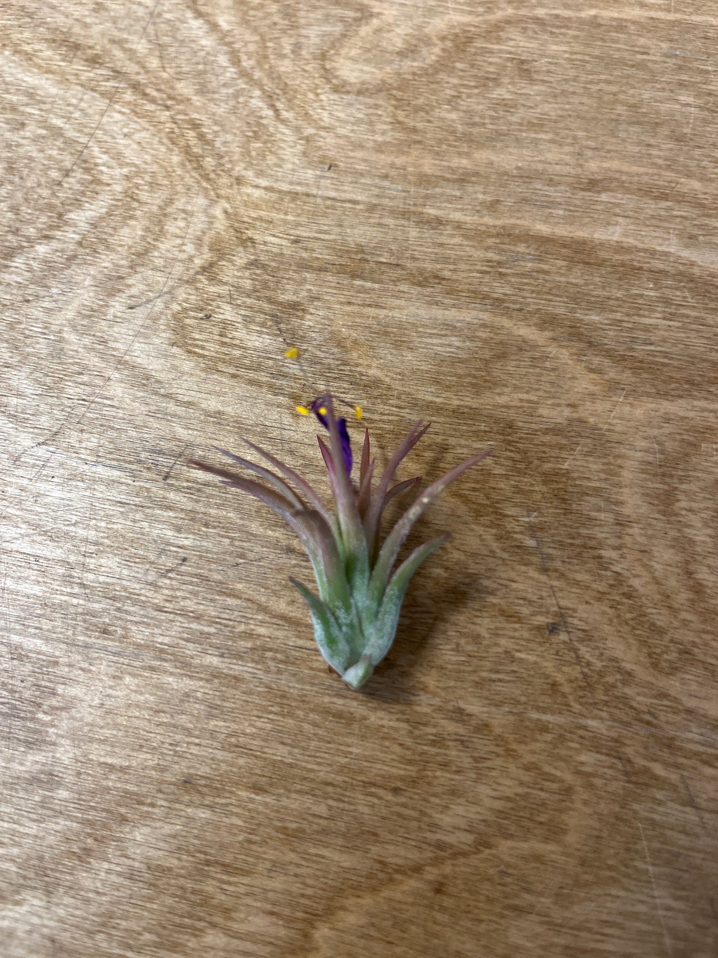 Tillandsia XS