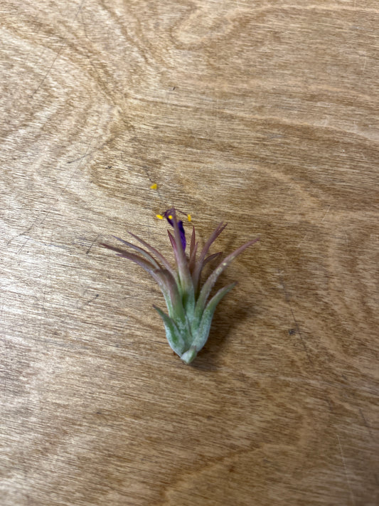 Tillandsia XS