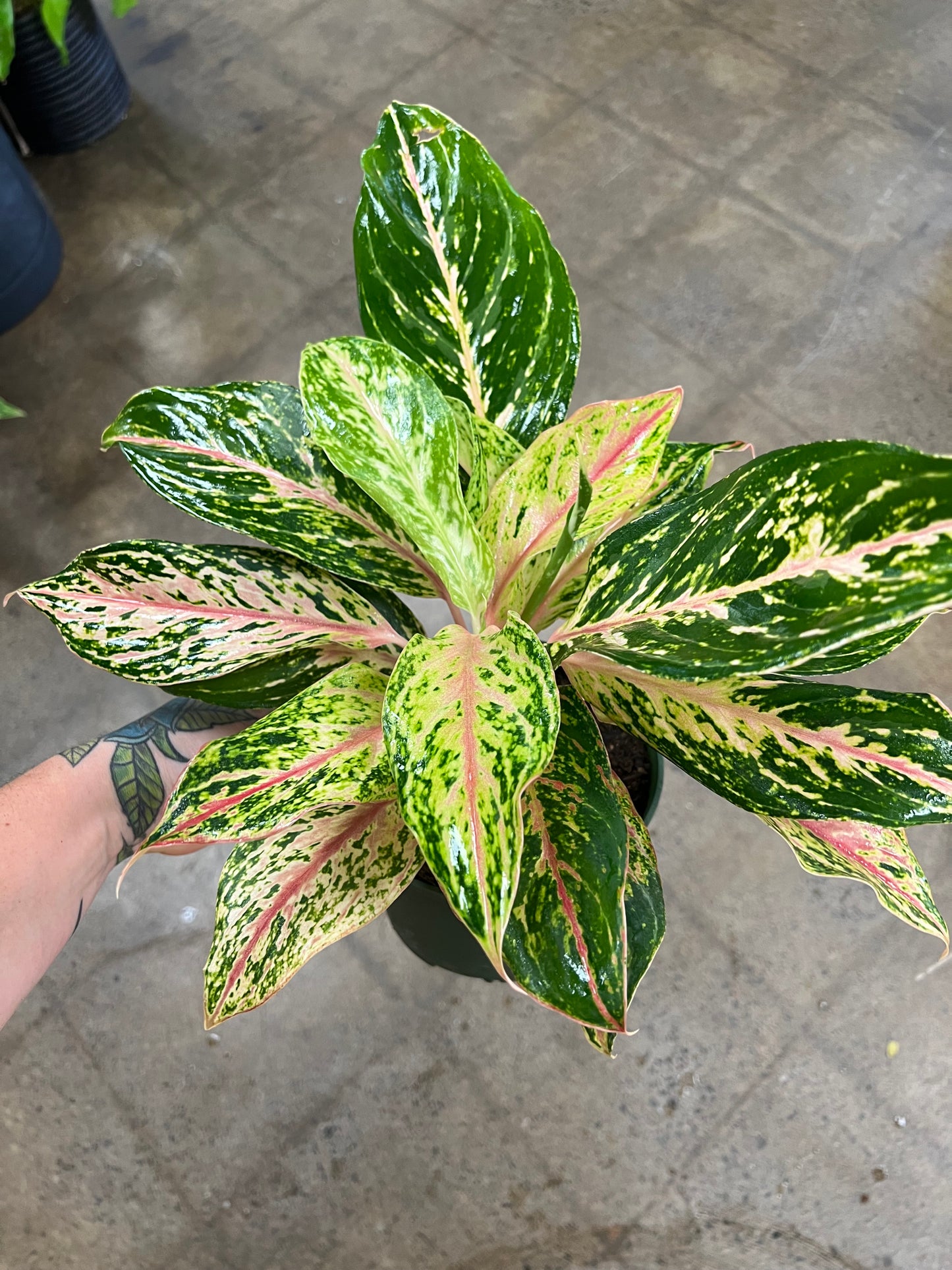 Aglaonema Sparkling Sarah