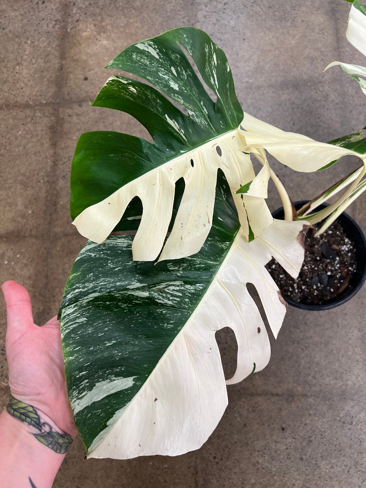 Monstera Albo #21