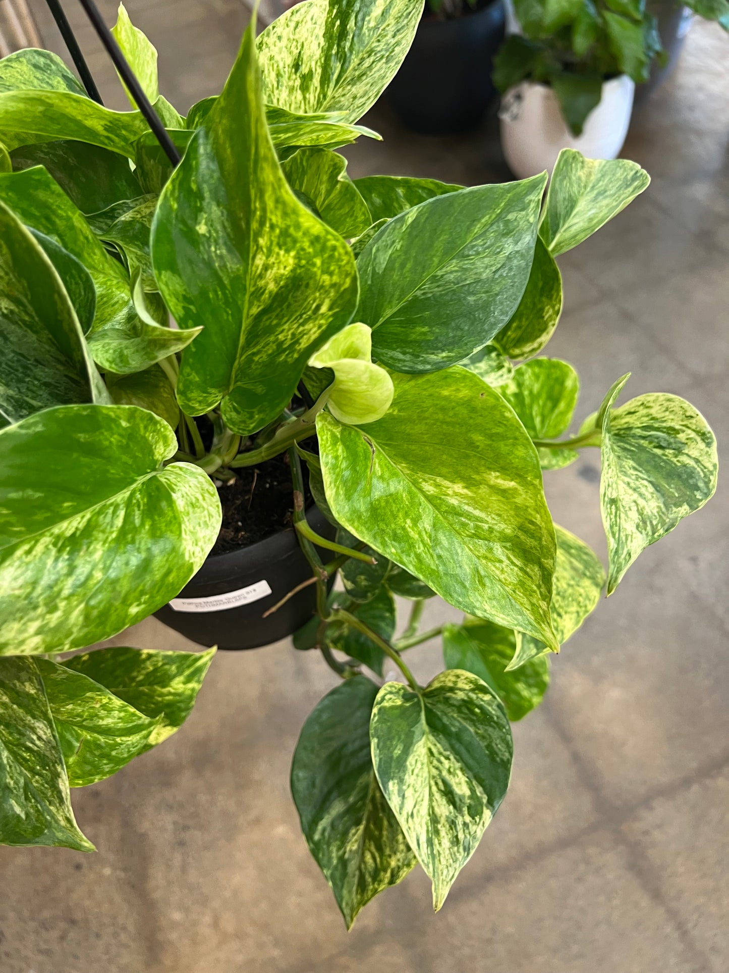 Pothos Marble Queen