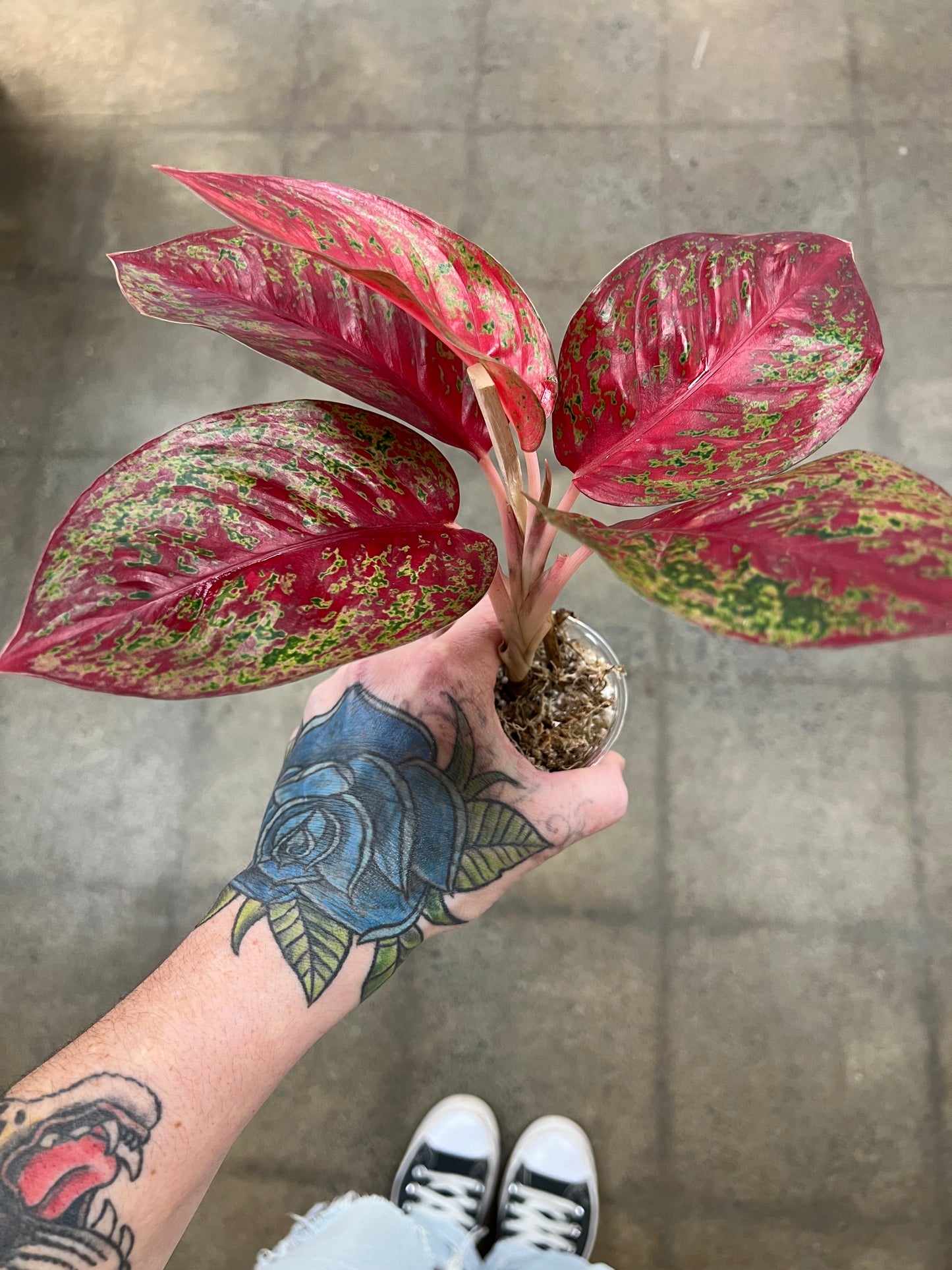 Aglaonema Stardust