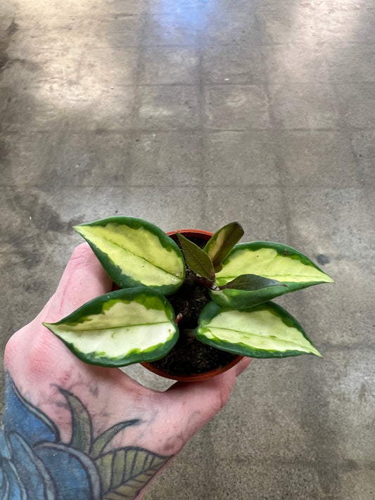 Hoya Carnosa Variegated