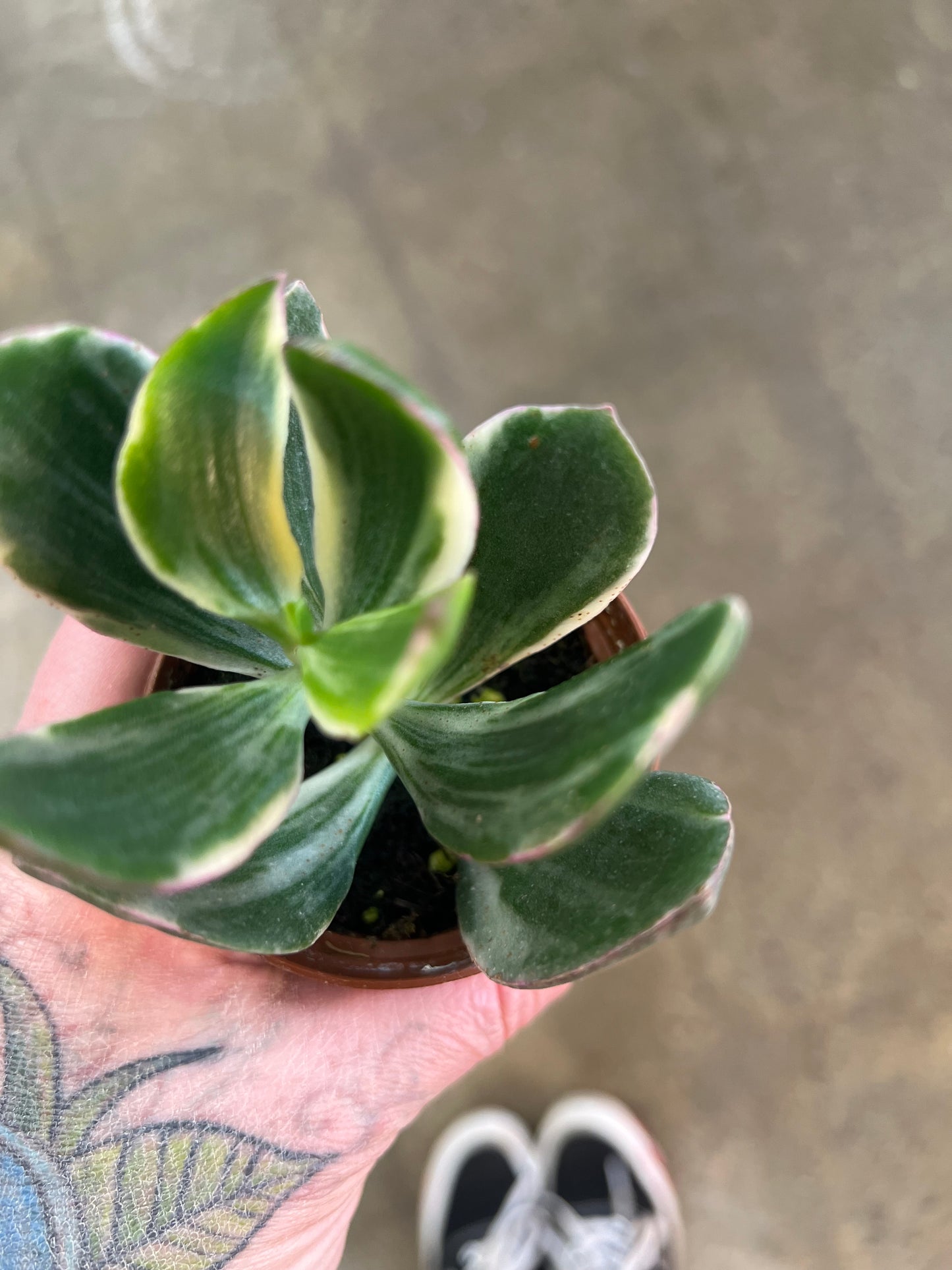 Crassula Jade Panaché