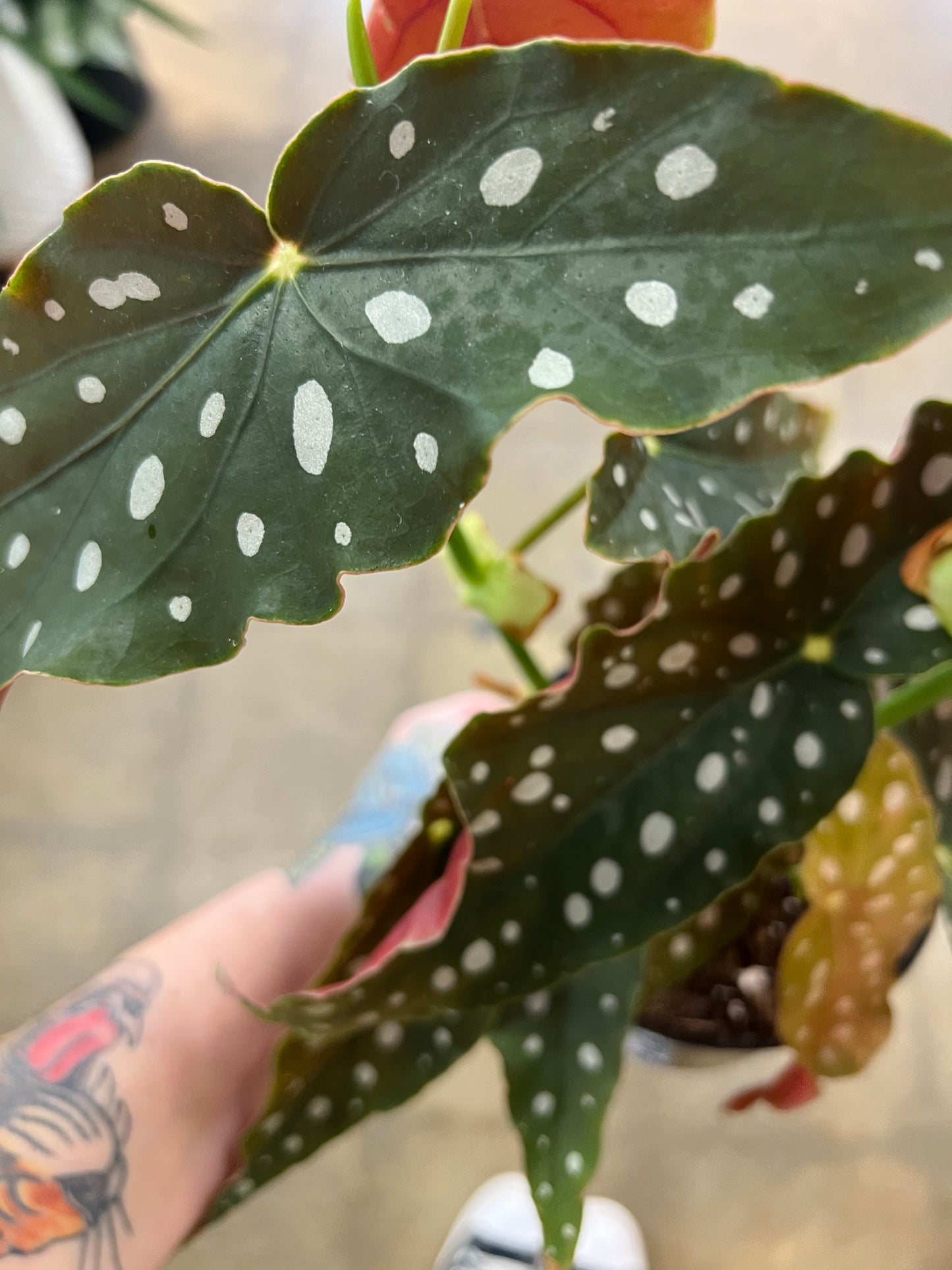 Begonia Maculata