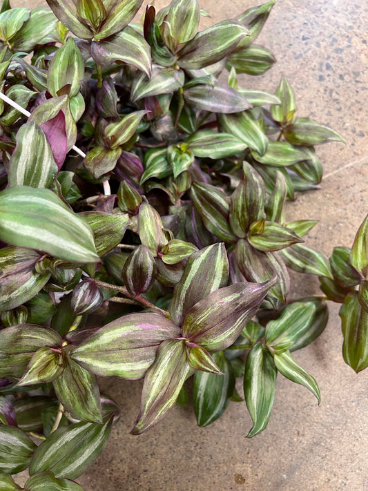 Tradescantia Red Flame