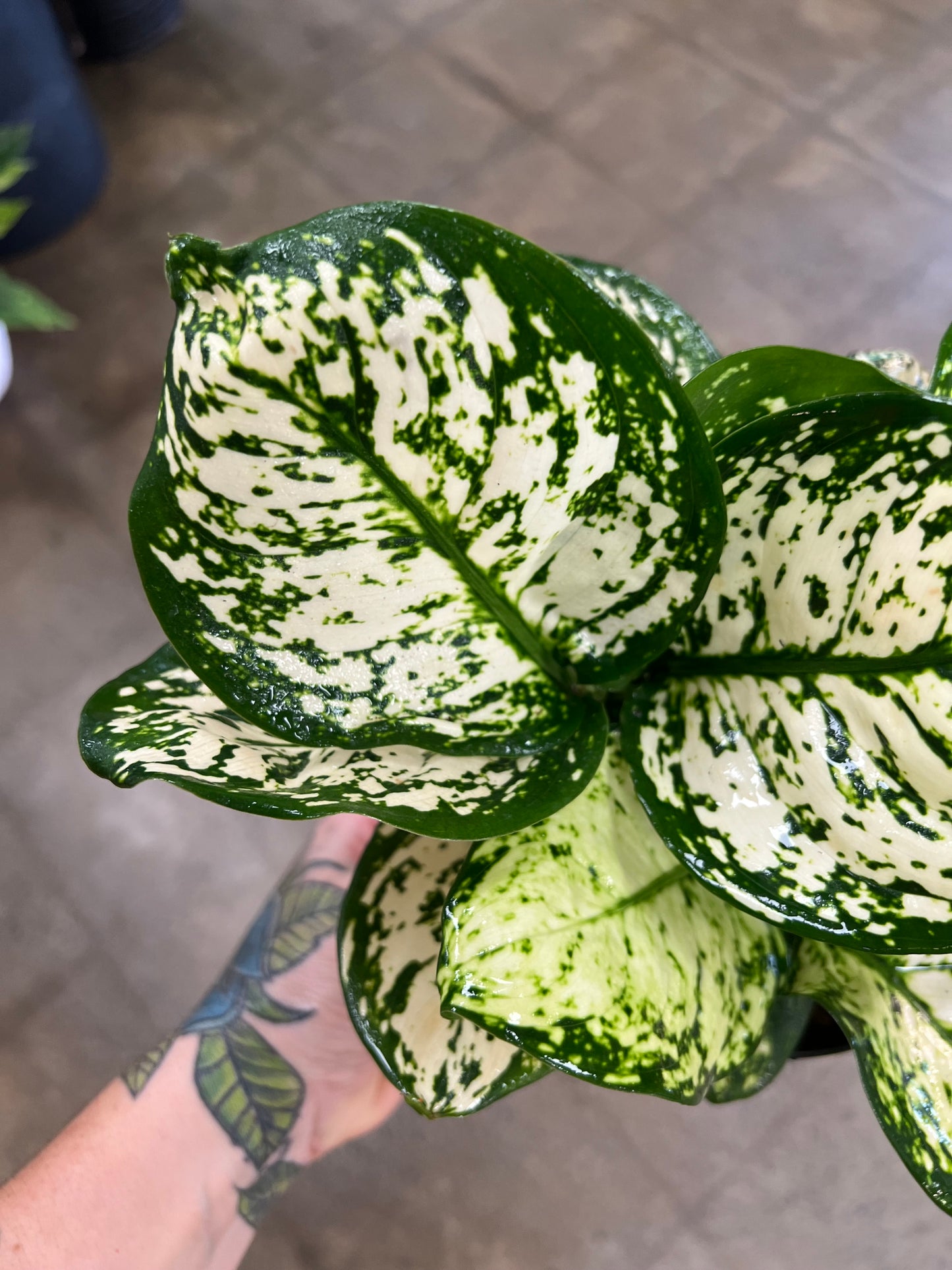 Aglaonema Pearl Variegated