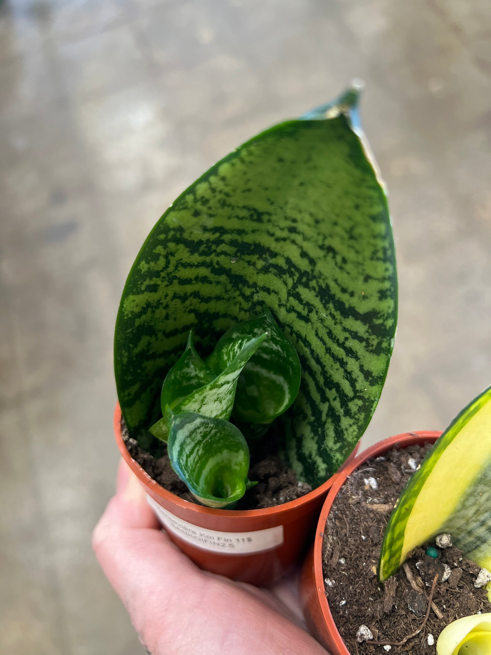 koi fin sansevieria Sansevieria Koi Fin