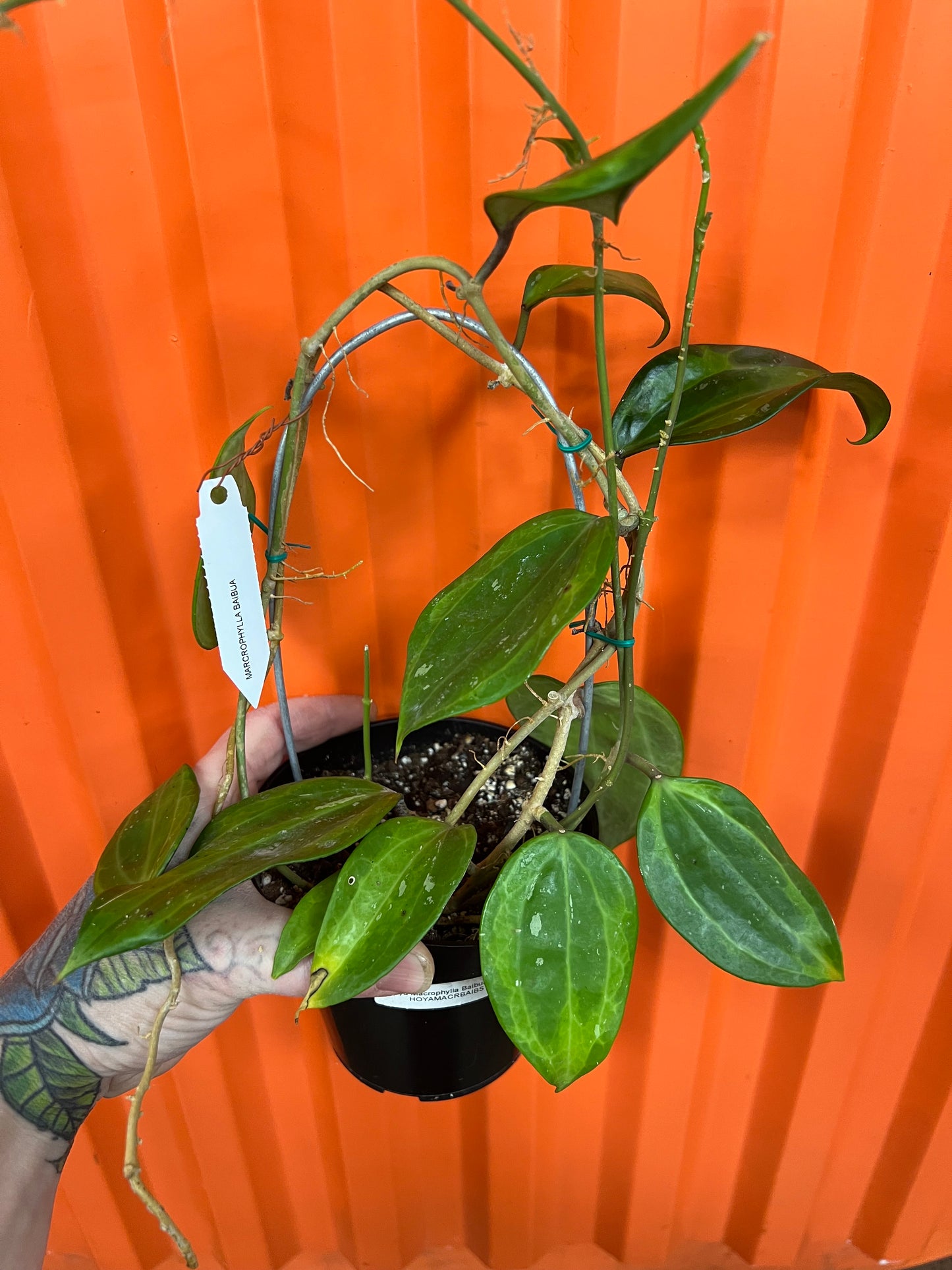 Hoya Macrophylla Baibua