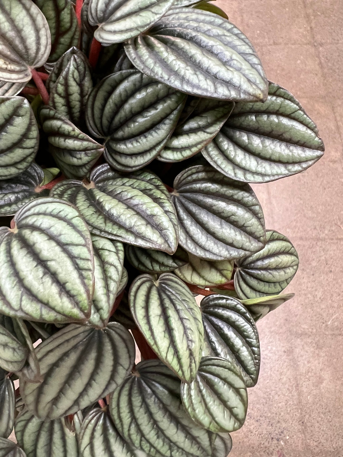 Peperomia Piccolo Banda