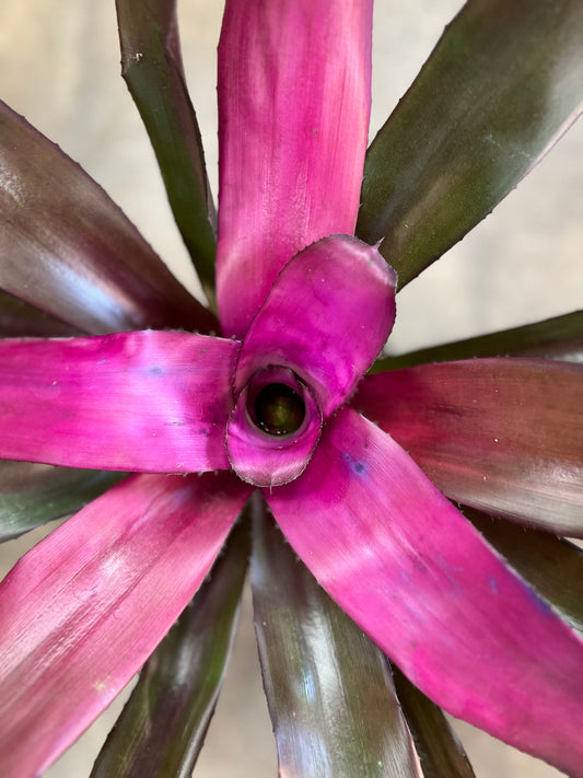 Bromelia Neoregelia Asst.