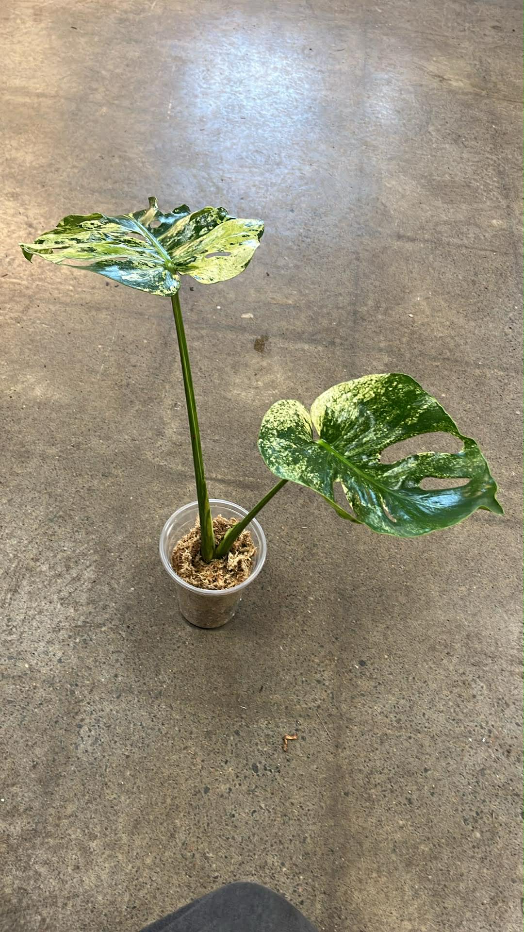 Monstera Siam Mint #1