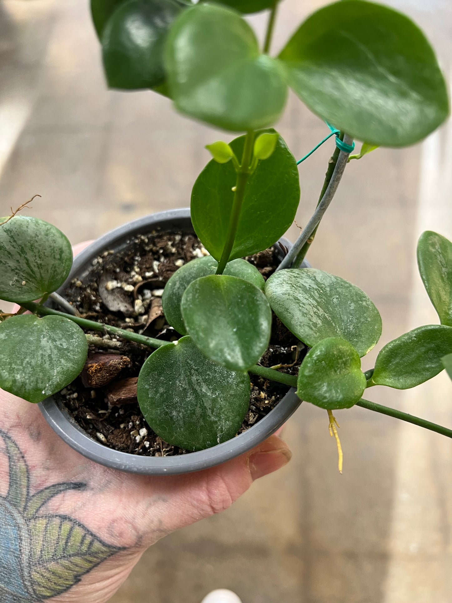 Hoya SP.Biak(Bikensis) Splash