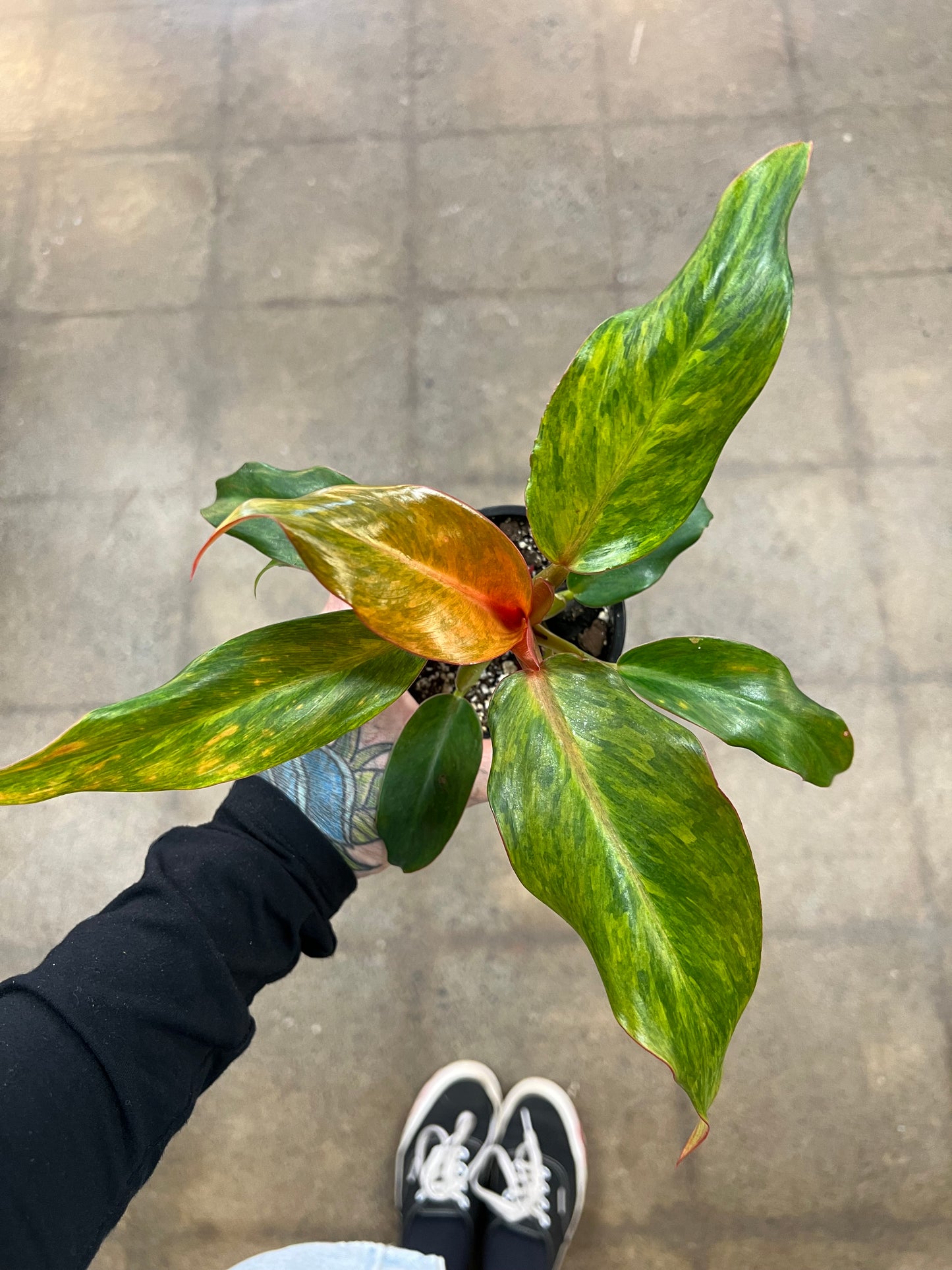 Philodendron Quad Color