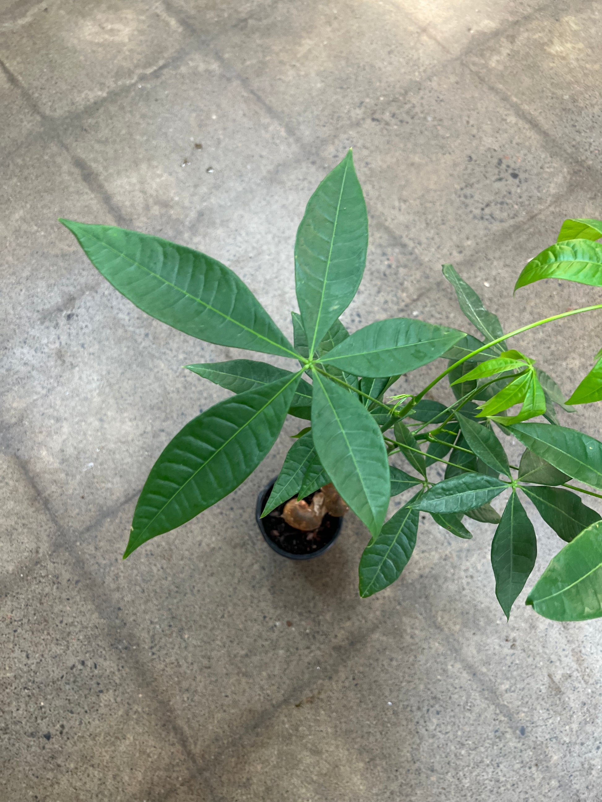 money tree serpent Pachira Aquatica / Money Tree Serpent – jungleroseinc