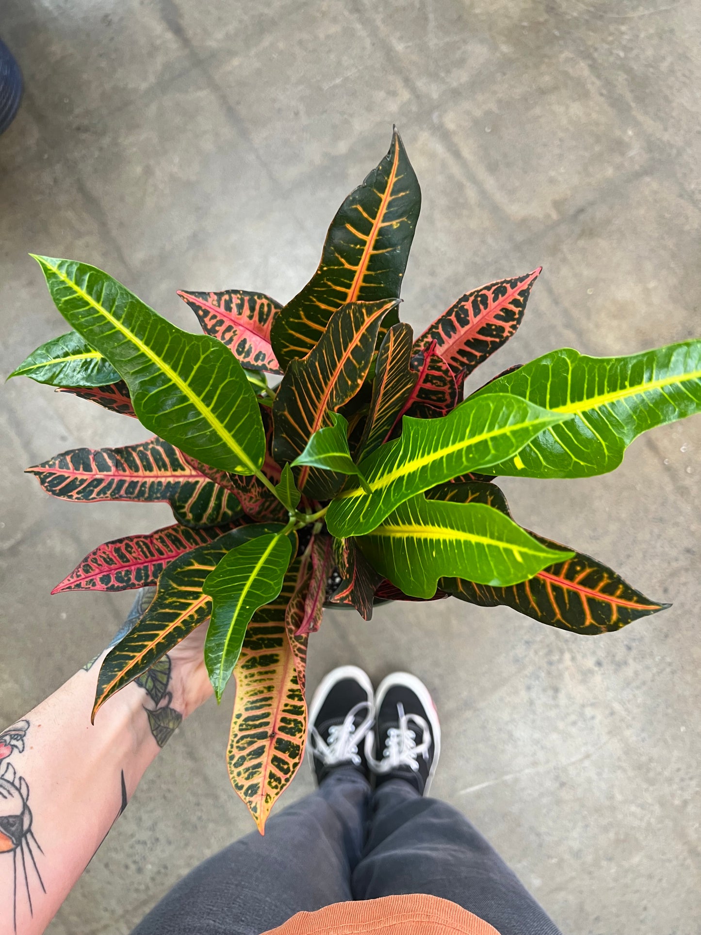 Croton Nervia