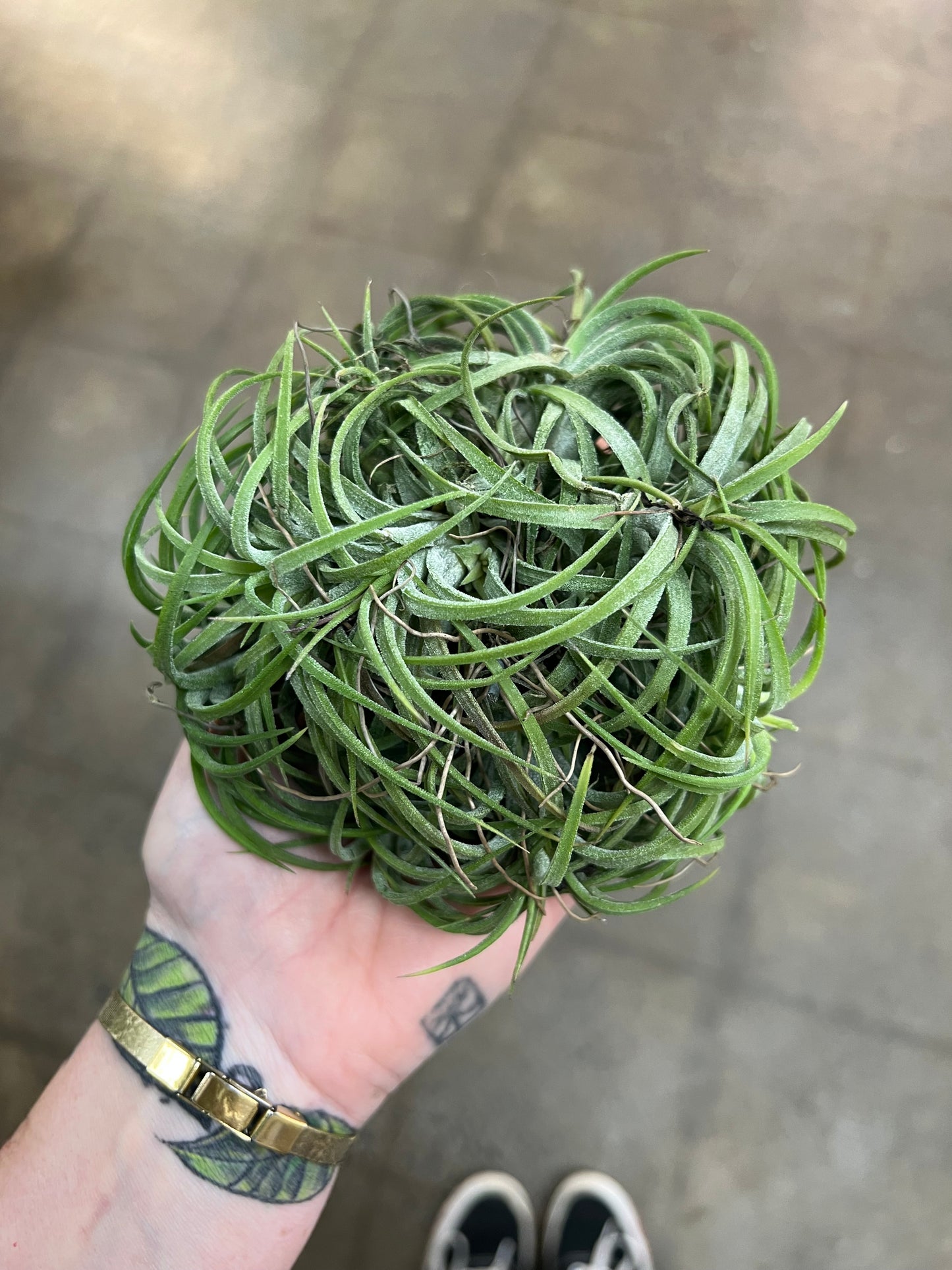 Tillandsia Ionantha Silver XXL