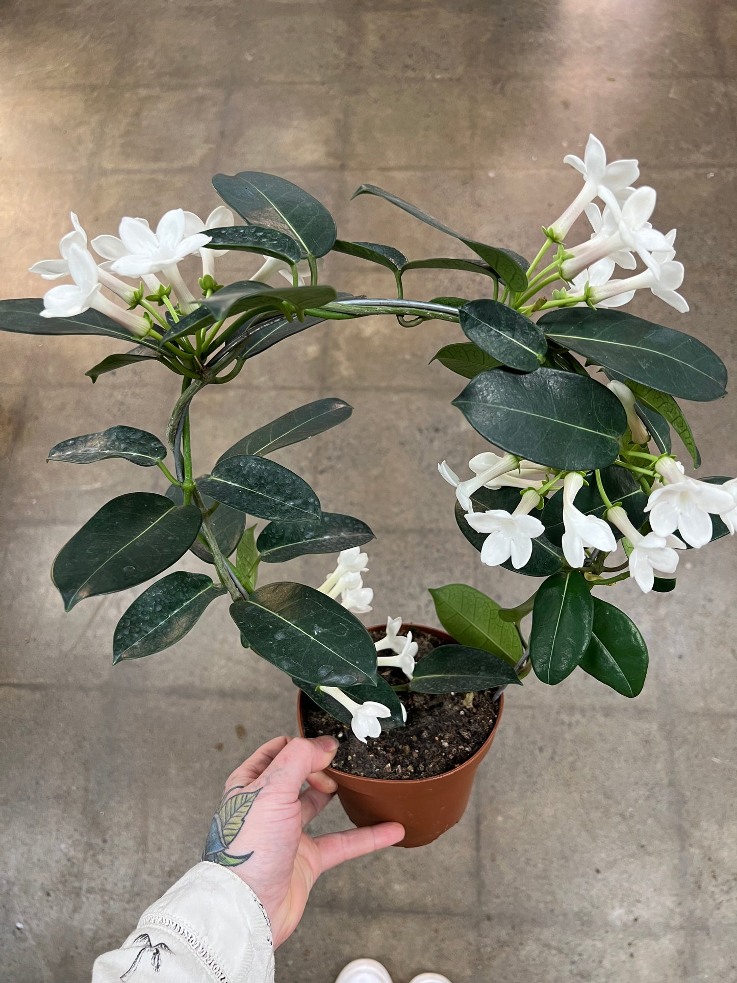 Stephanotis