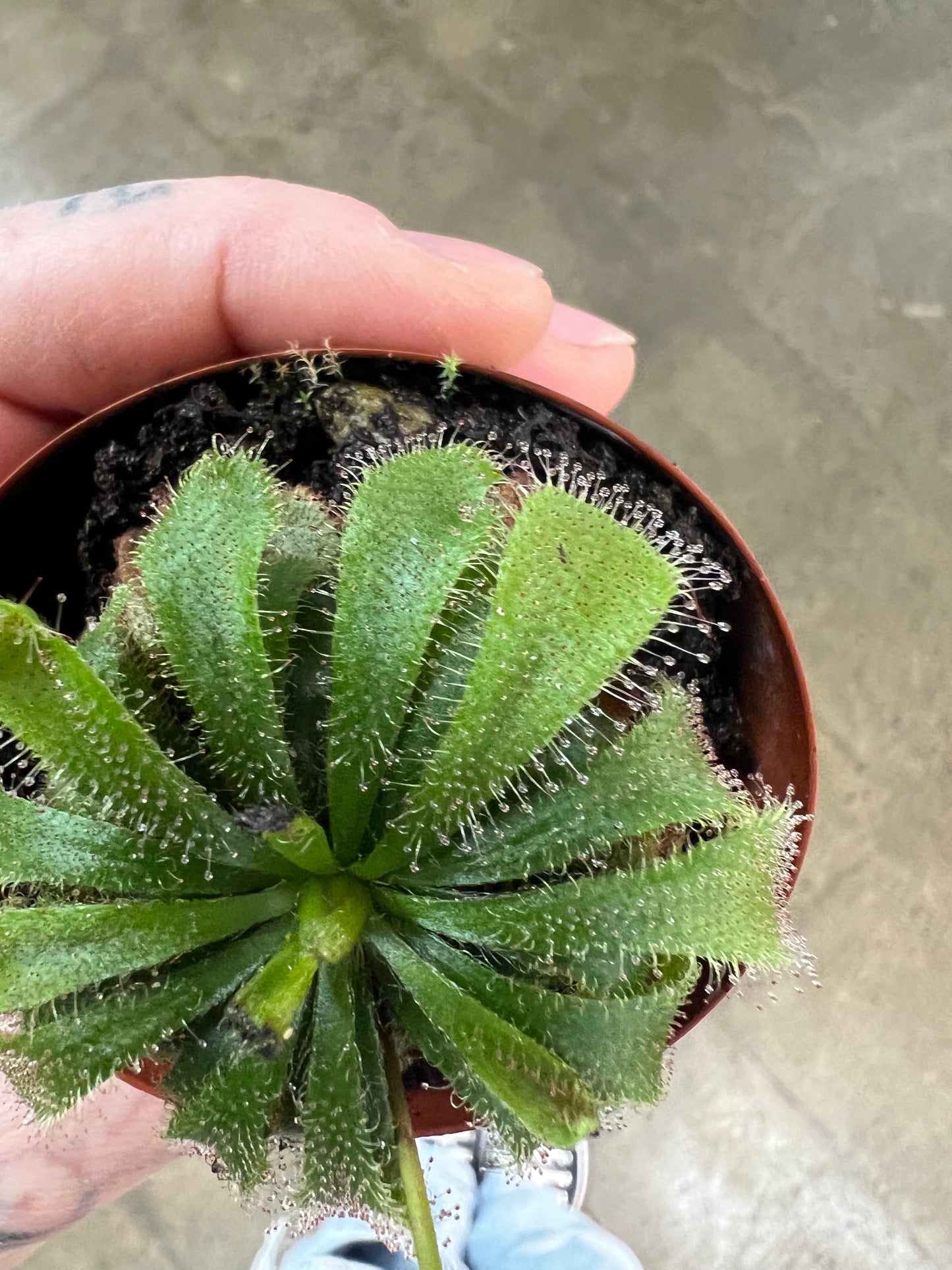 Drosera Aliciae