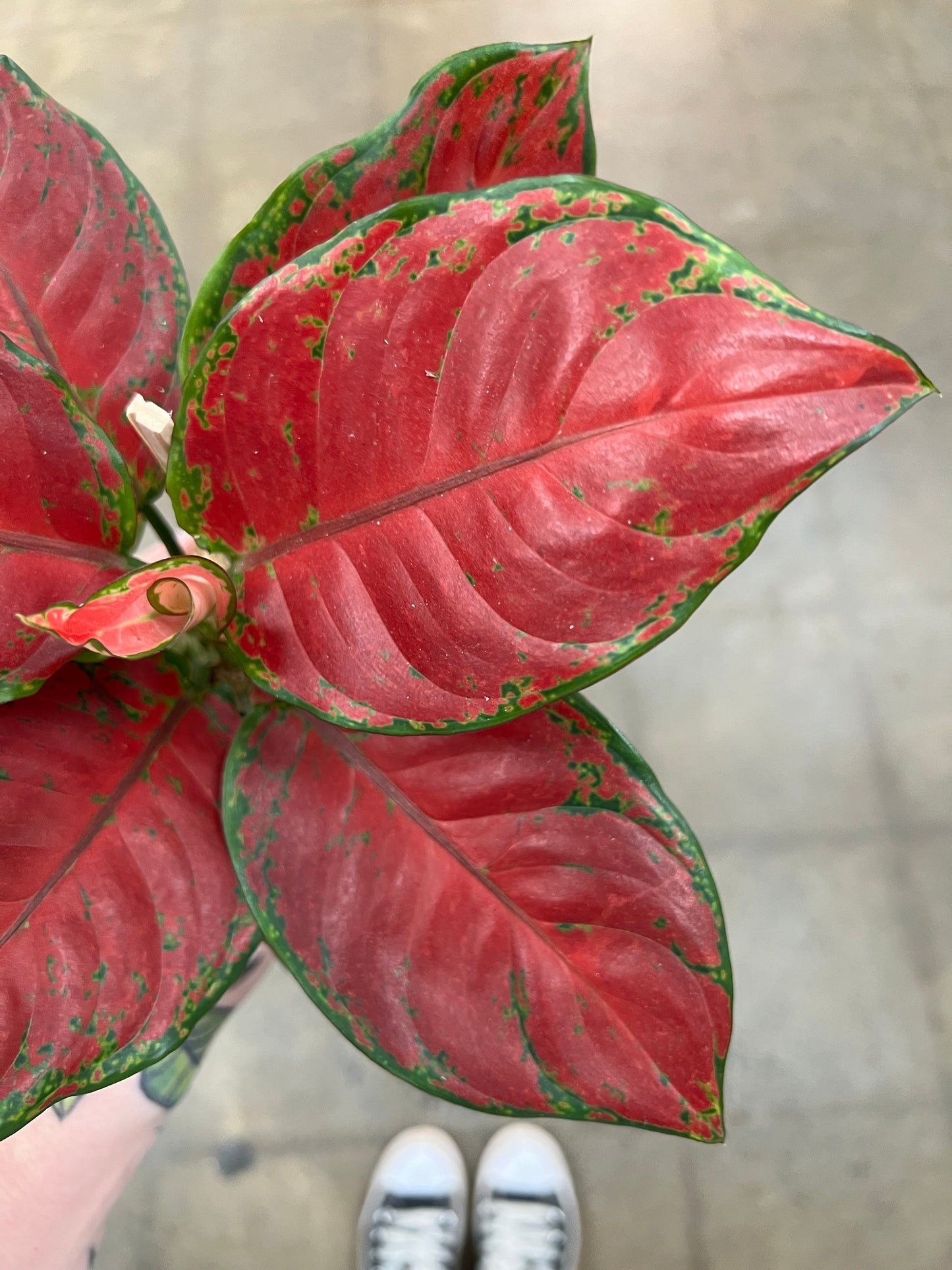 Aglaonema Black Marroon