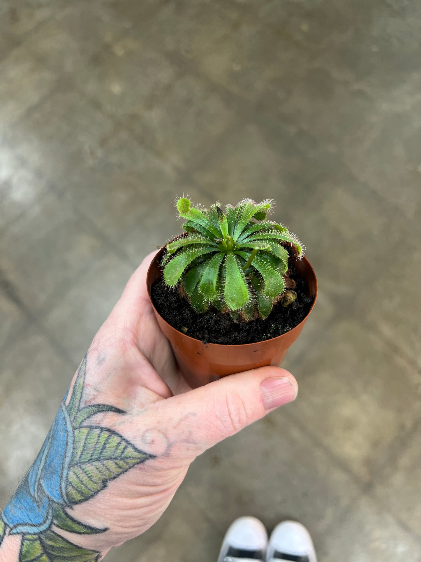 Drosera Aliciae