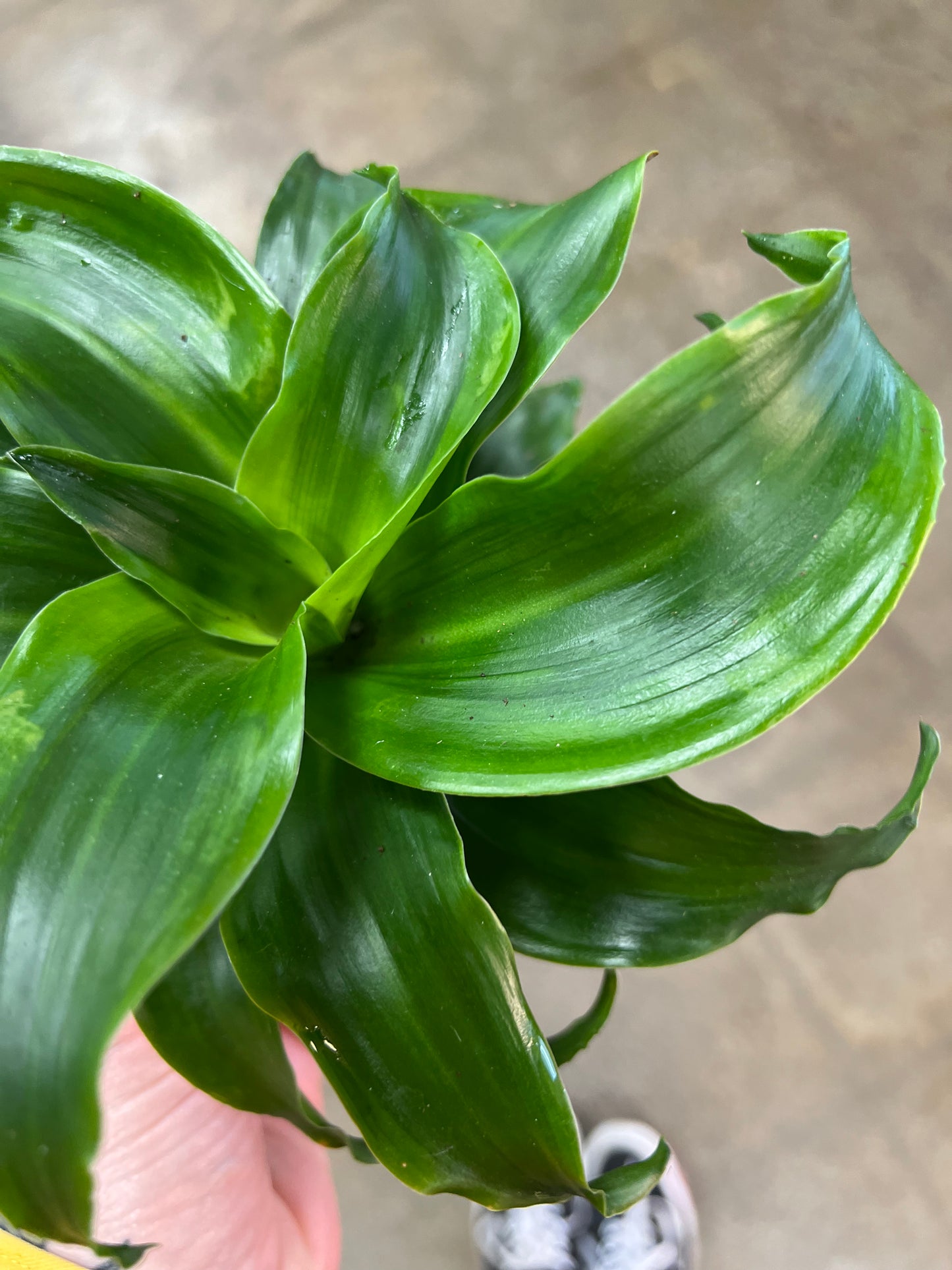 Dracaena Twister