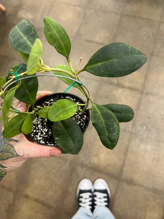 Hoya Elliptica Round Leaves