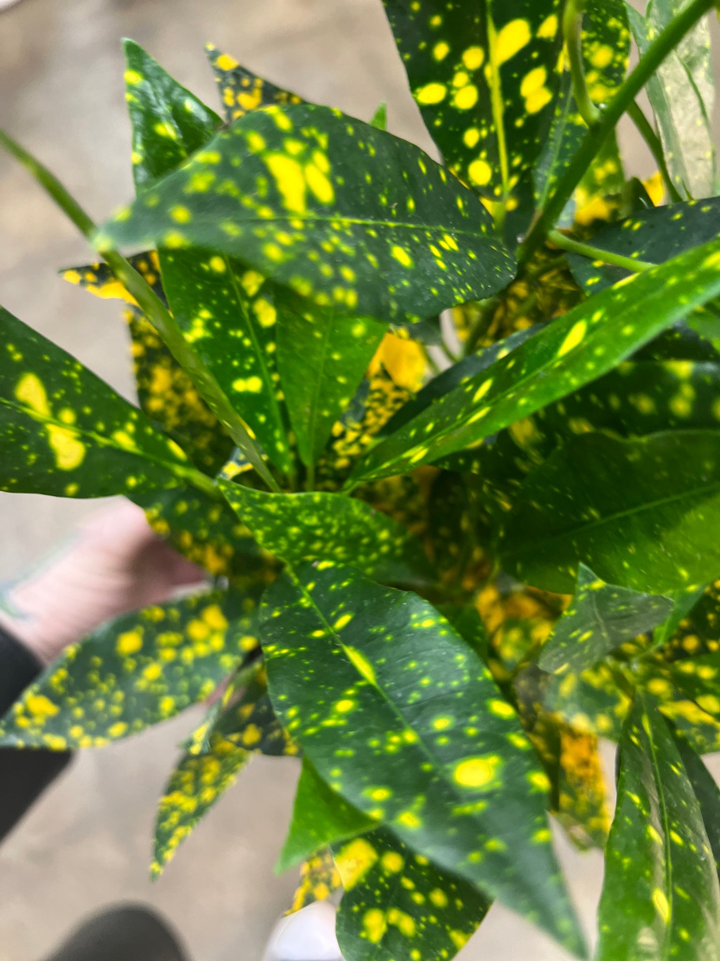 Croton Golddust